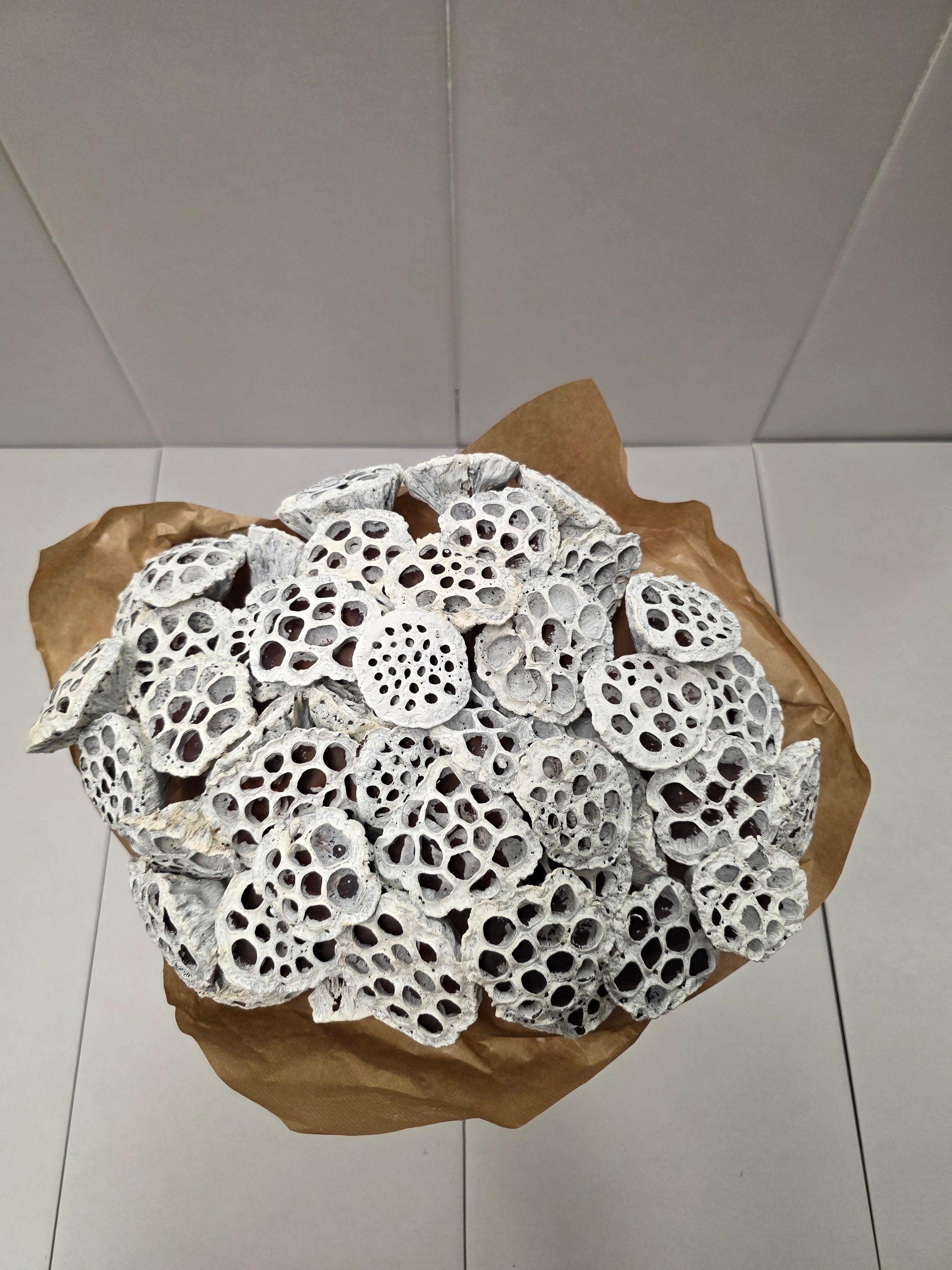 Dried Lotus Wit