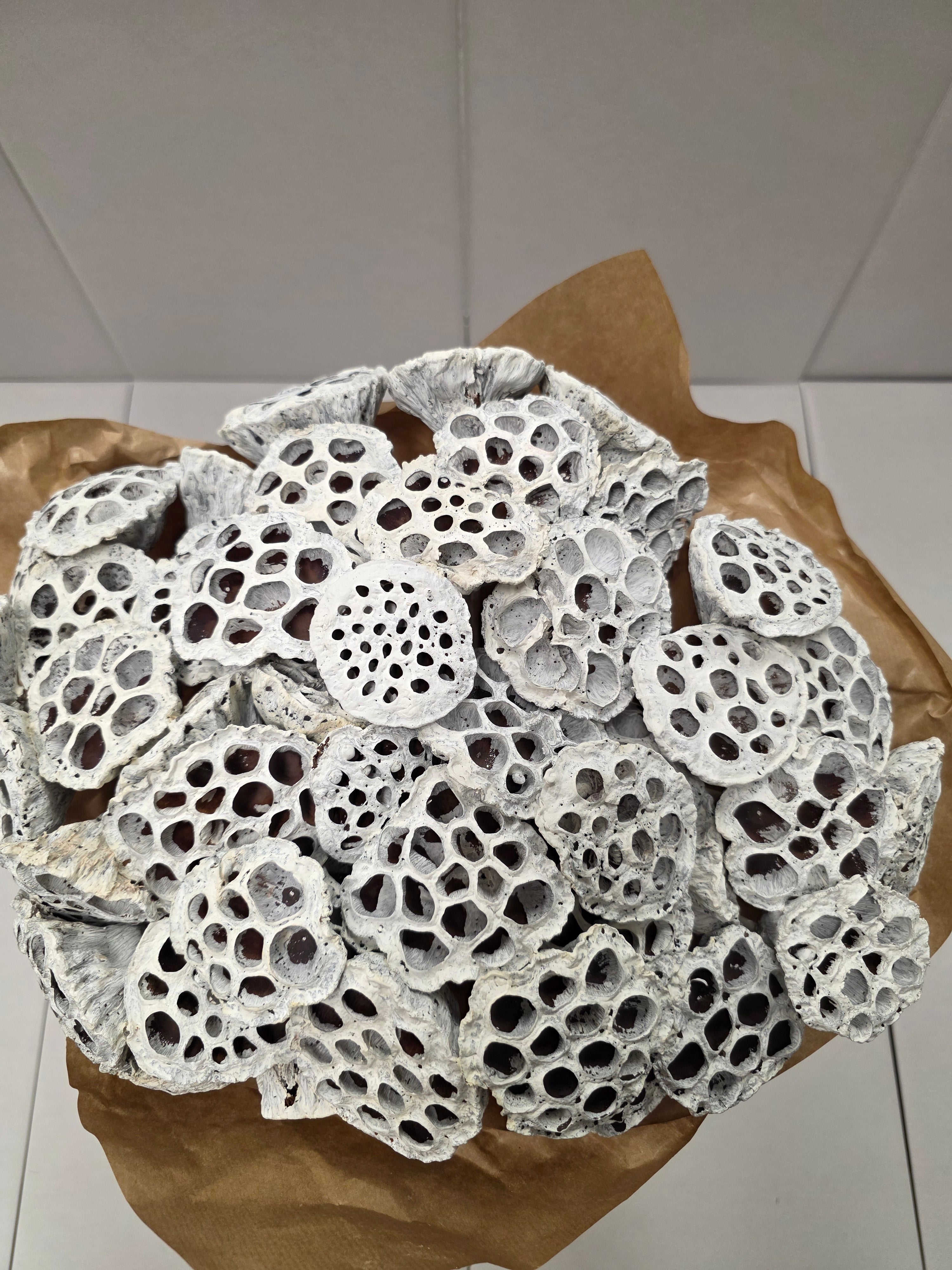 Dried Lotus Wit