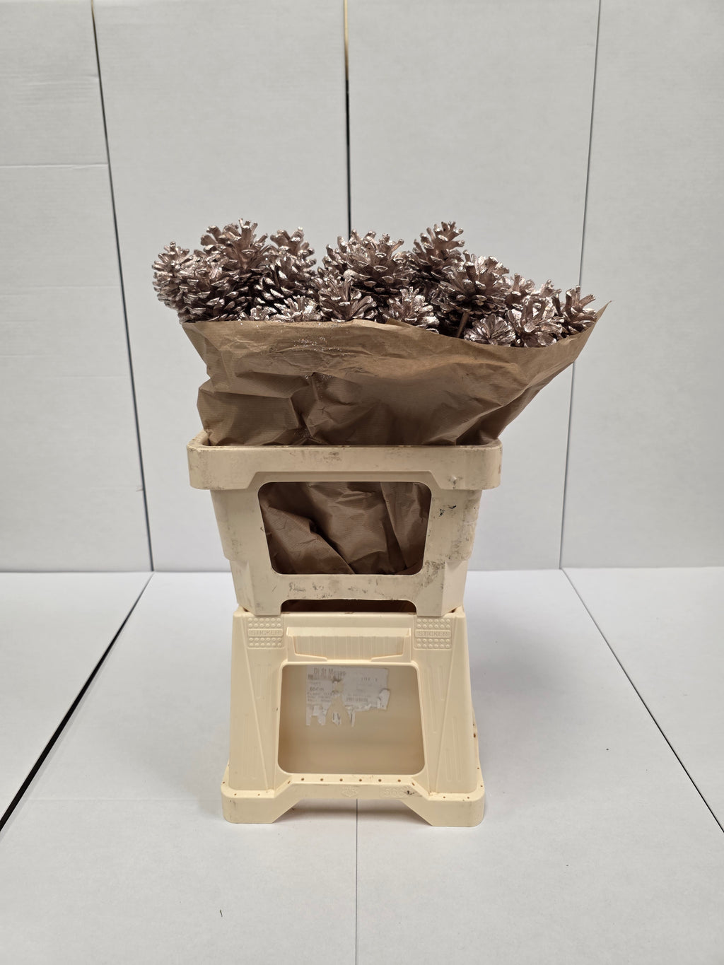 Dried Pine Cone Champange + Gli