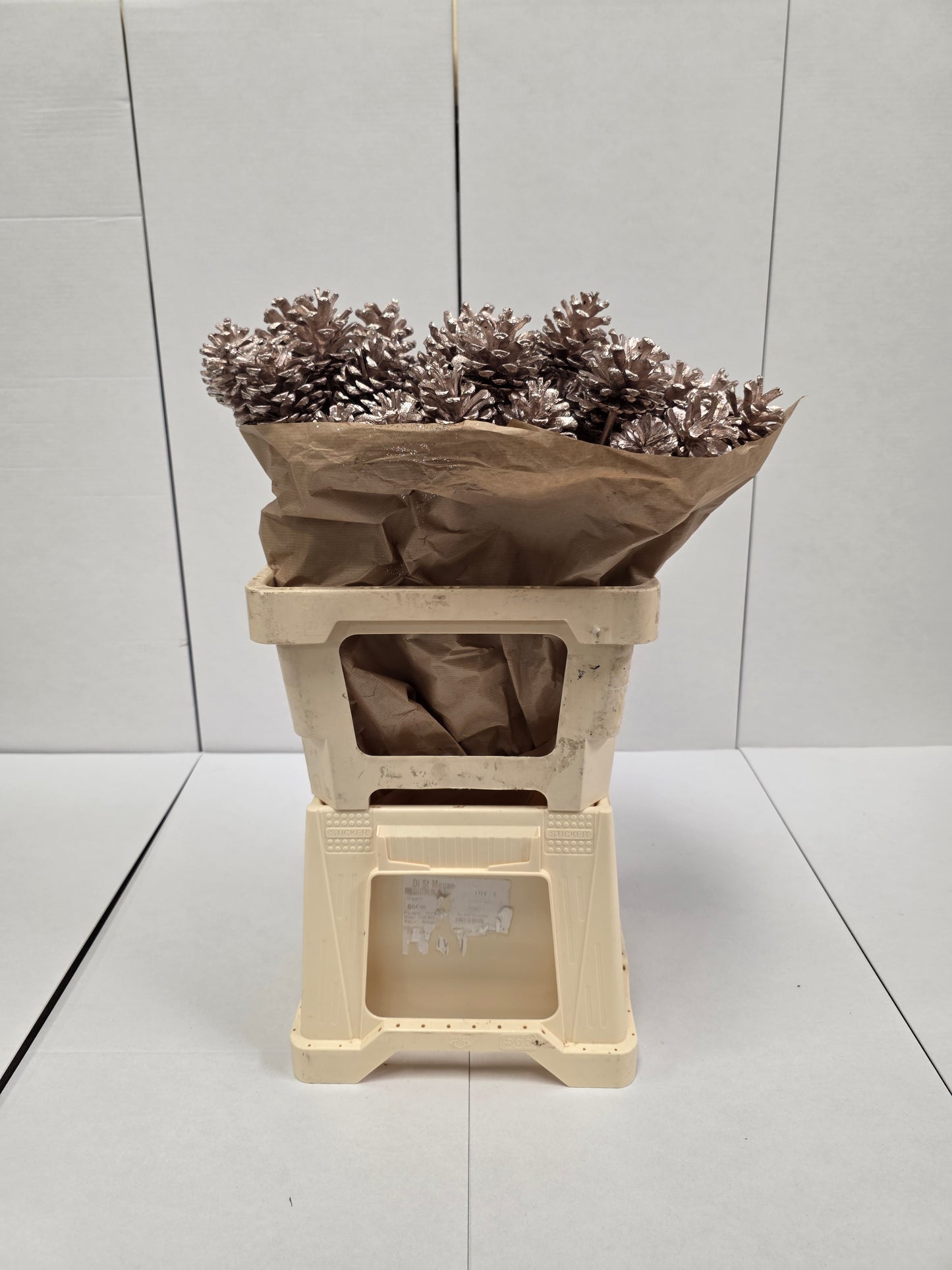 Dried Pine Cone Champange + Gli