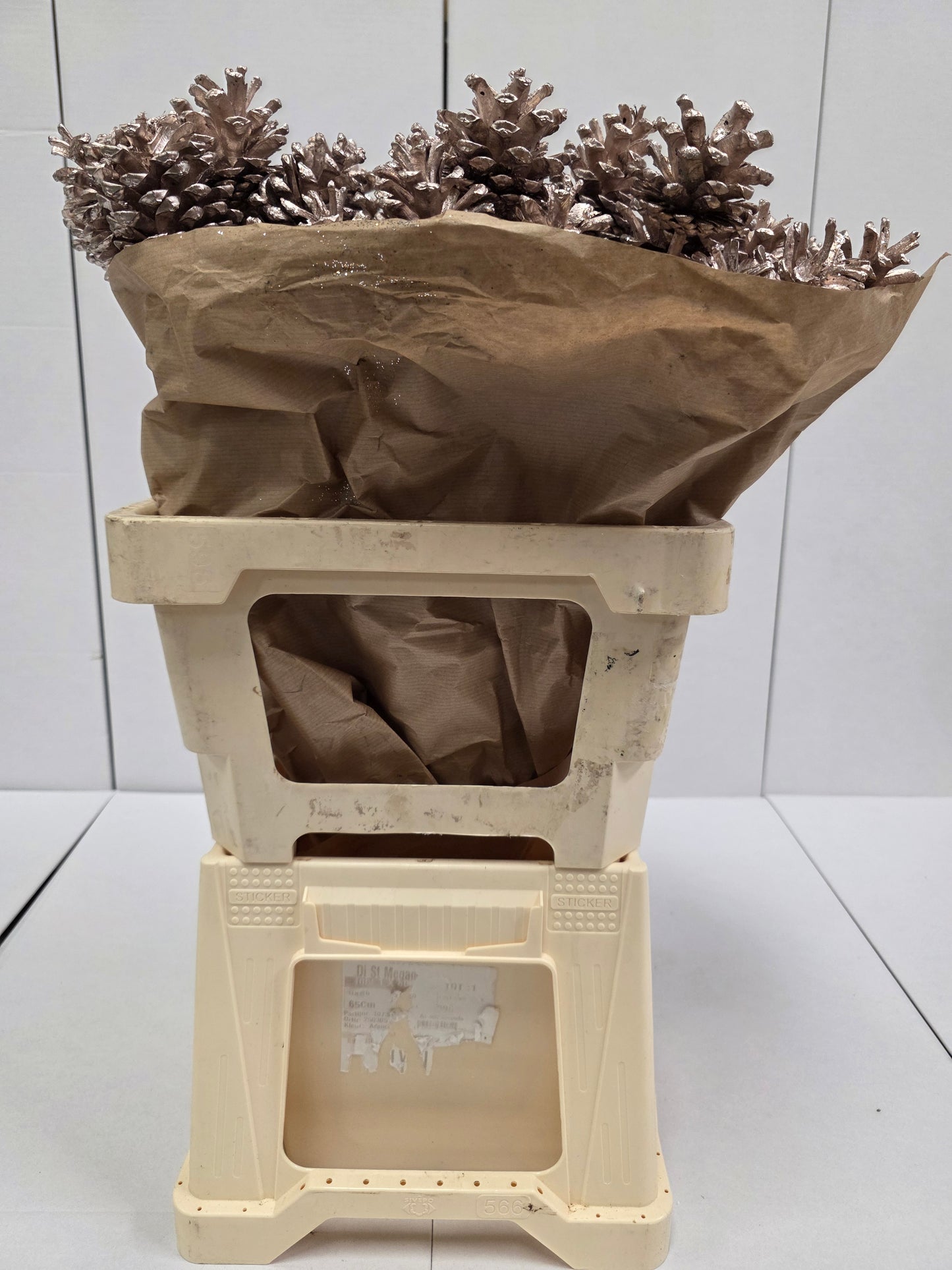 Dried Pine Cone Champange + Gli