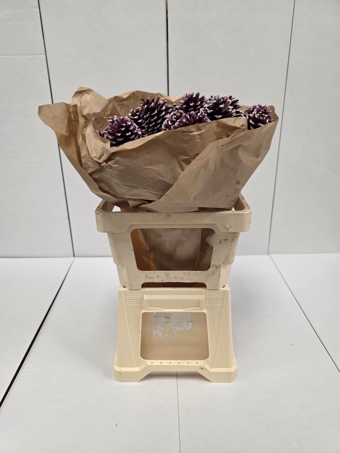 Dried Pine Cone Red Tip