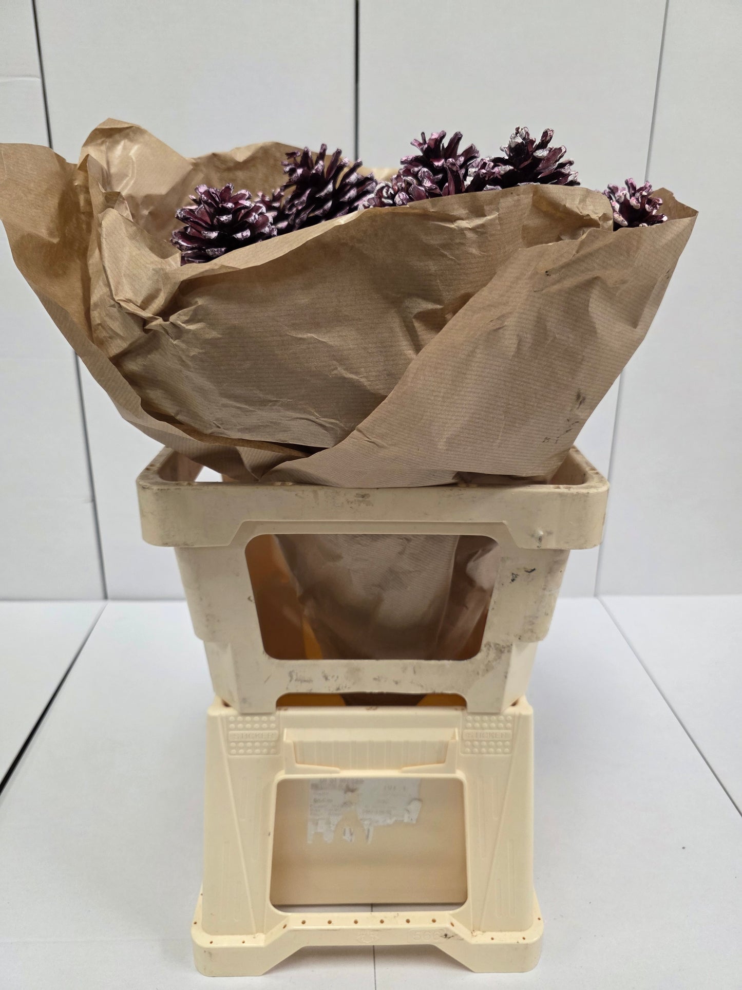 Dried Pine Cone Red Tip