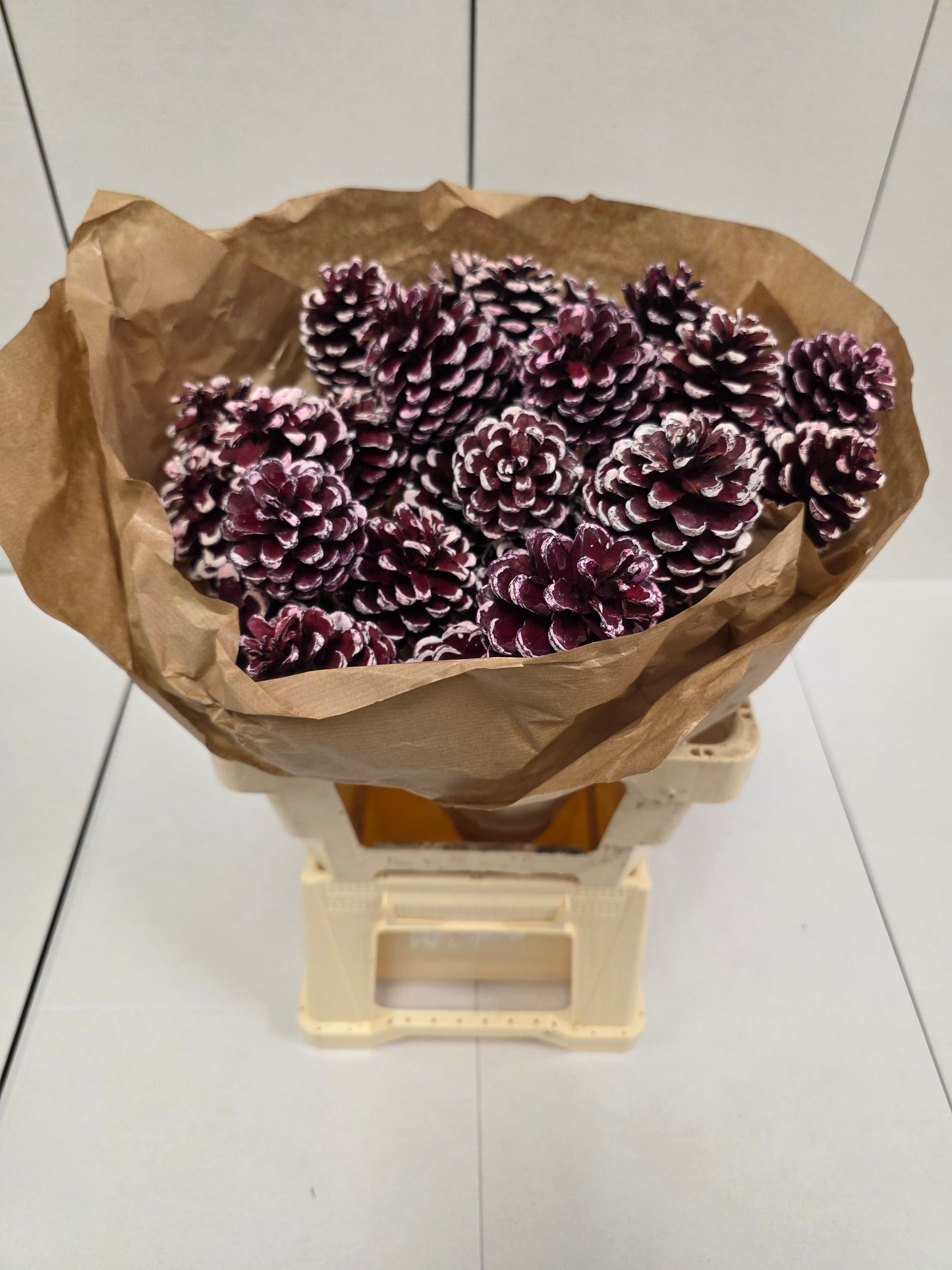 Dried Pine Cone Red Tip