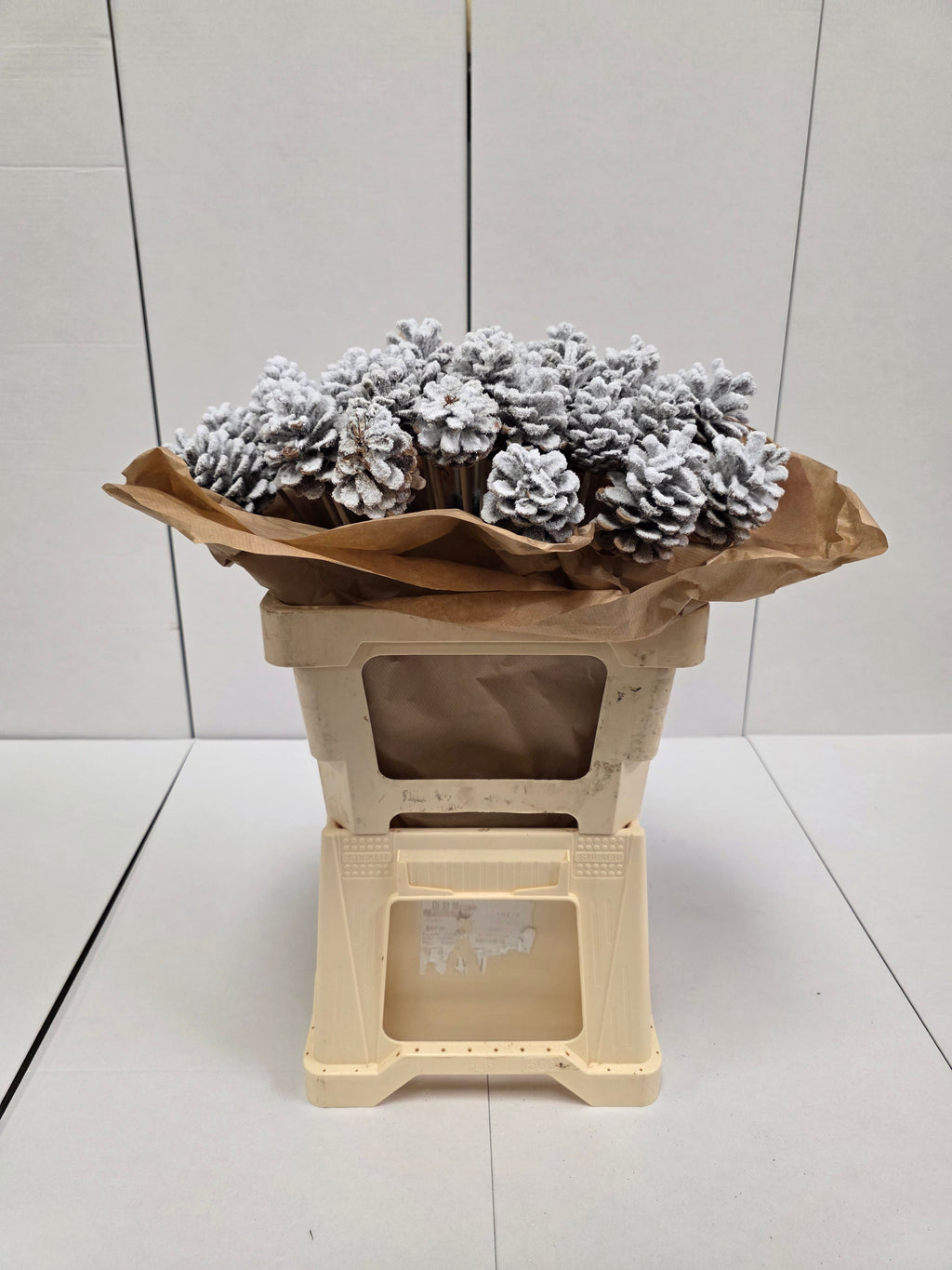 Dried Pine Cone Snow