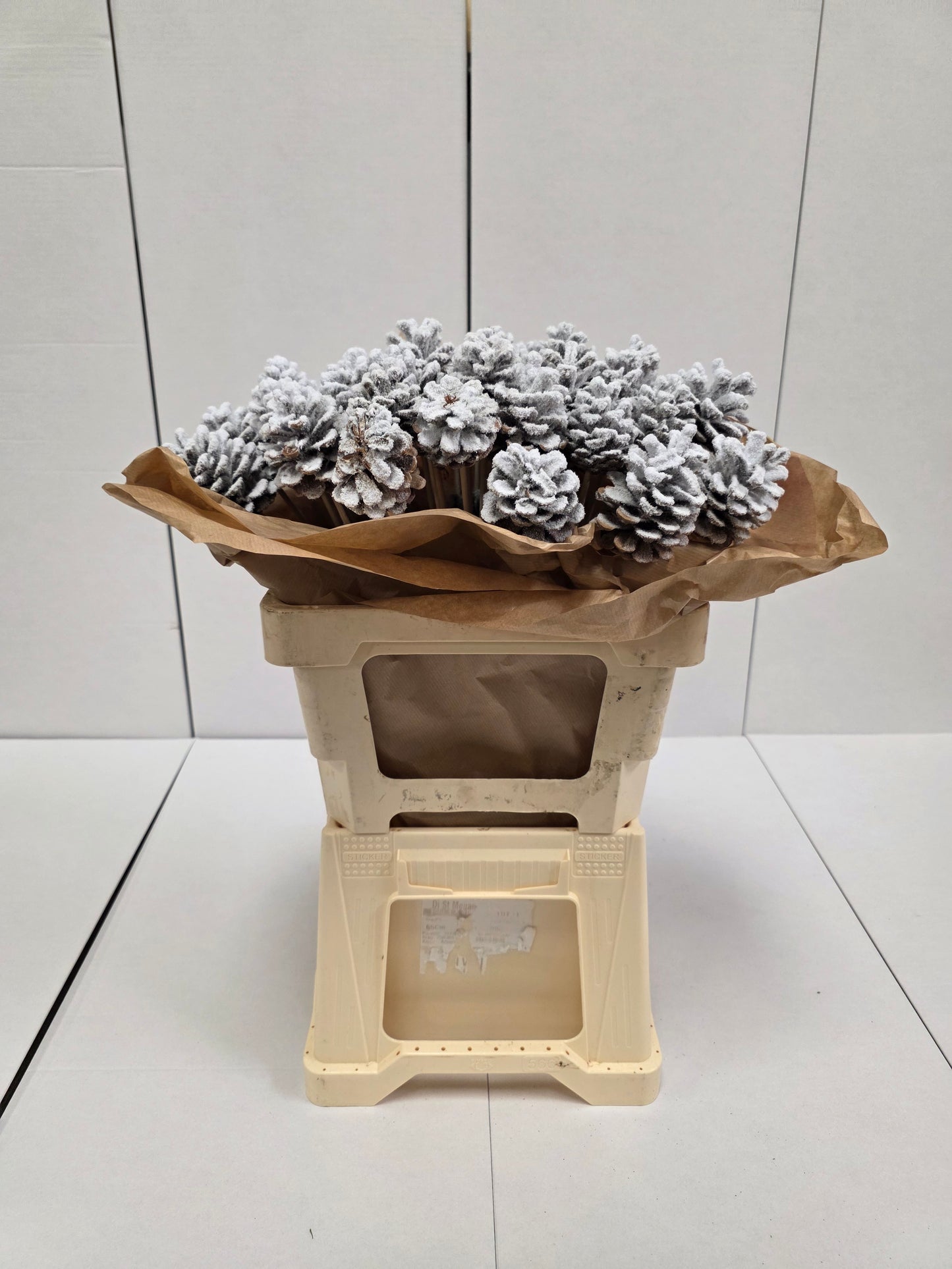 Dried Pine Cone Snow