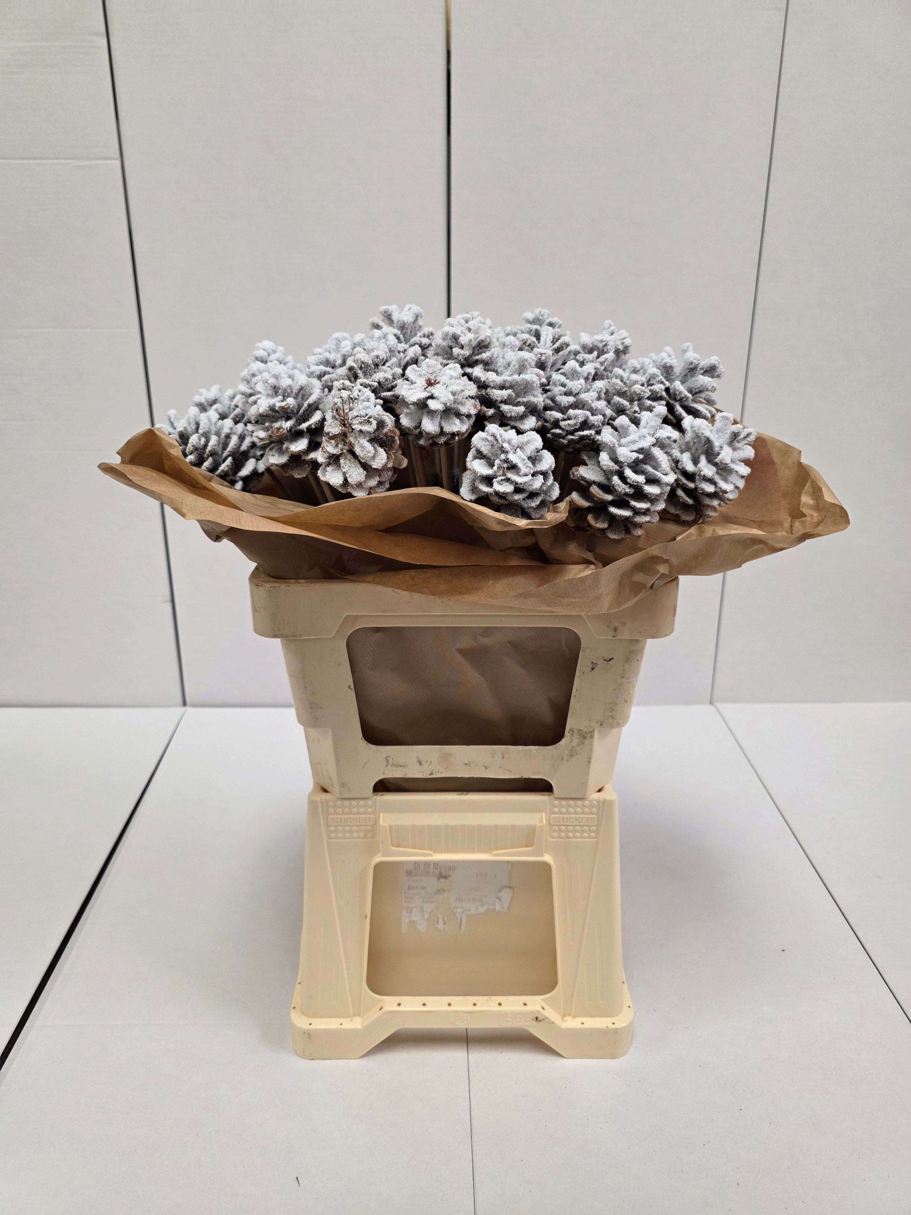 Dried Pine Cone Snow