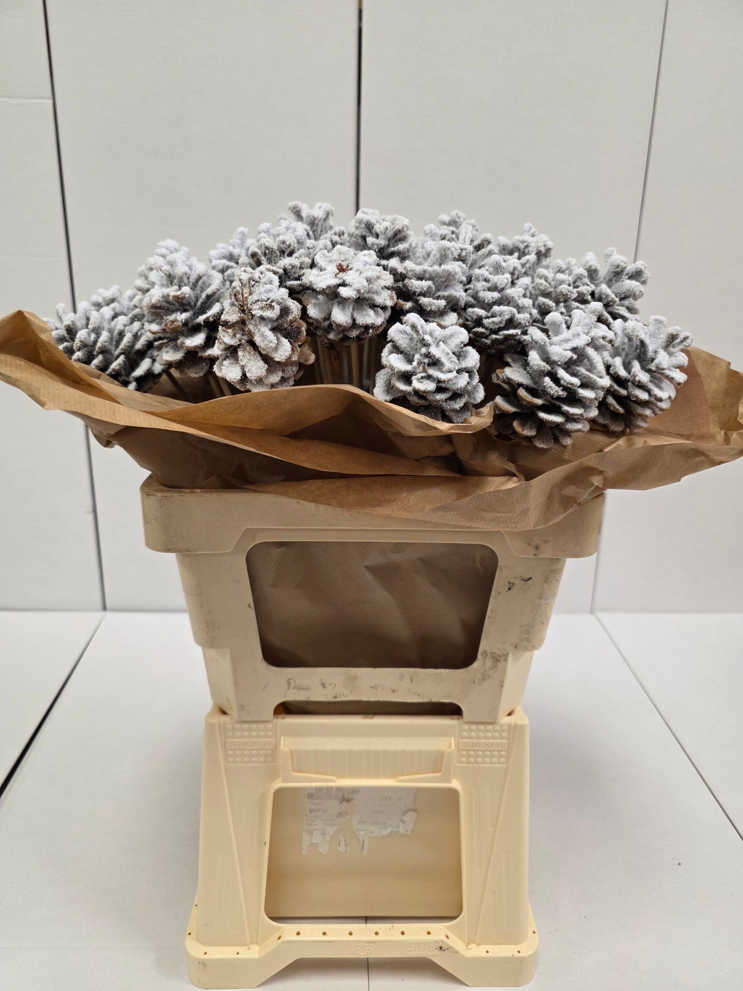 Dried Pine Cone Snow