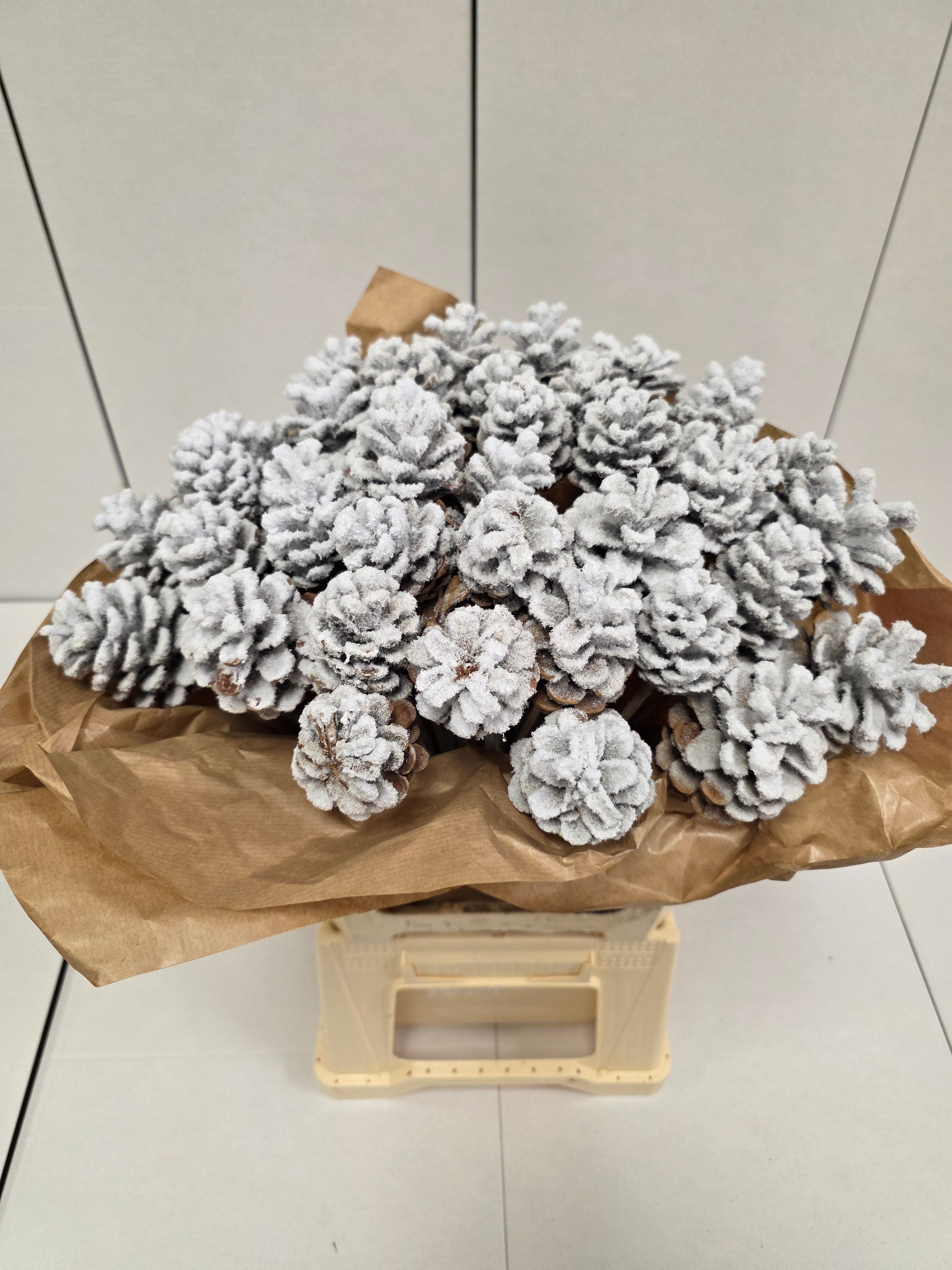Dried Pine Cone Snow