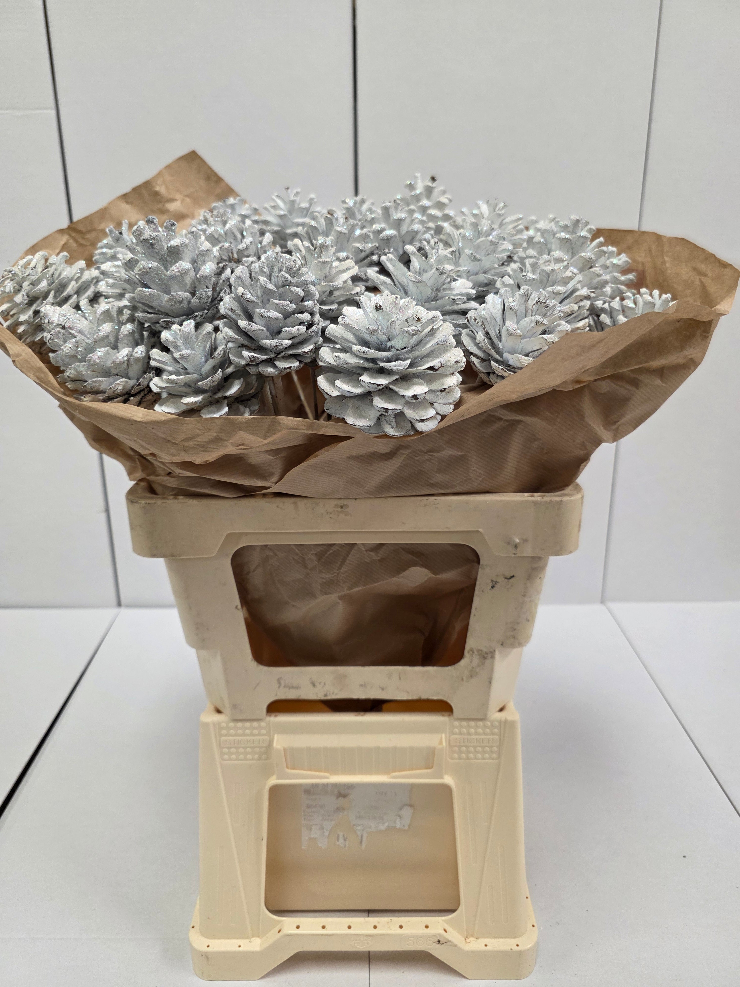Dried Pine Cone White  Gold