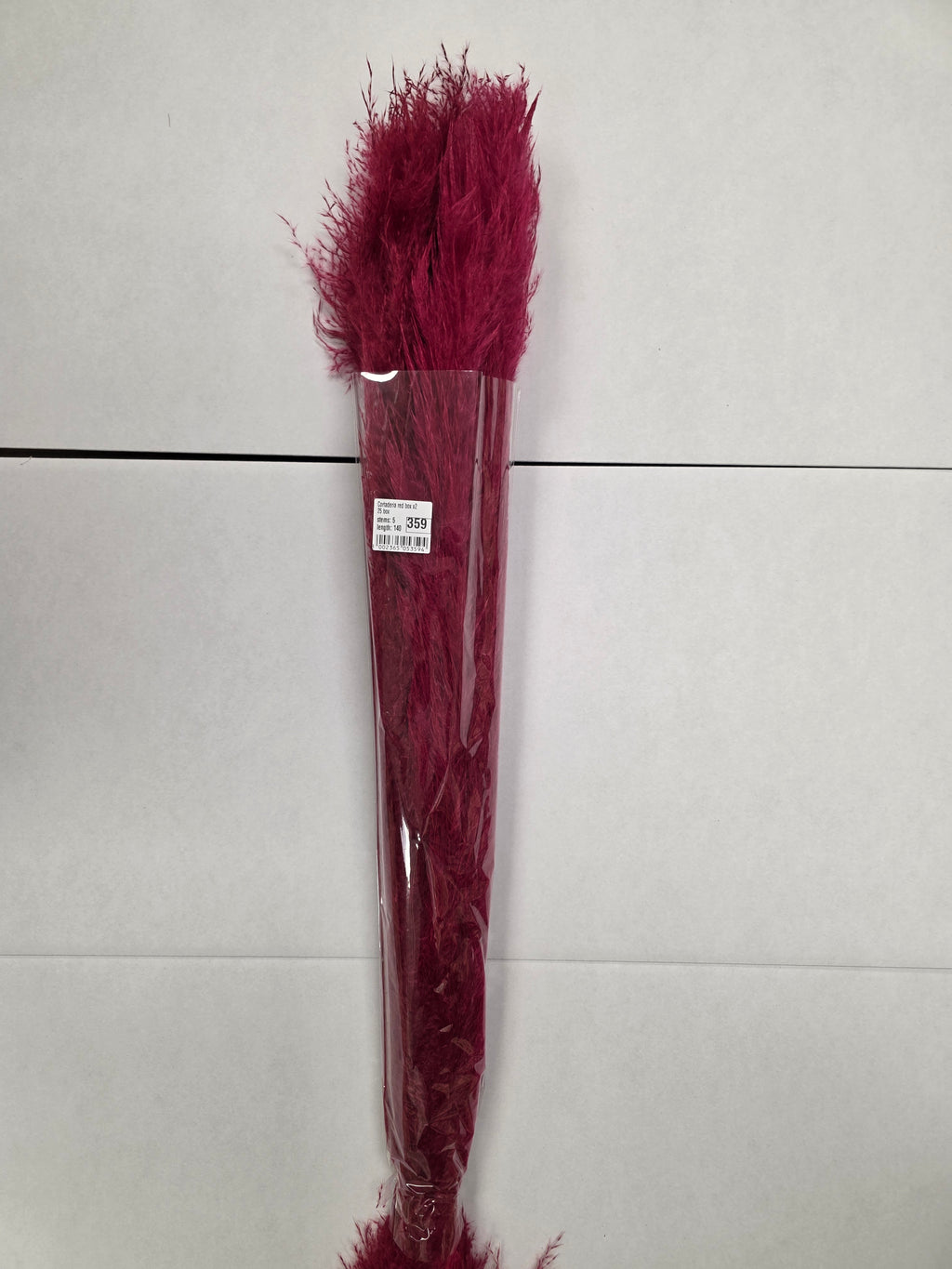 Cortaderia Red
