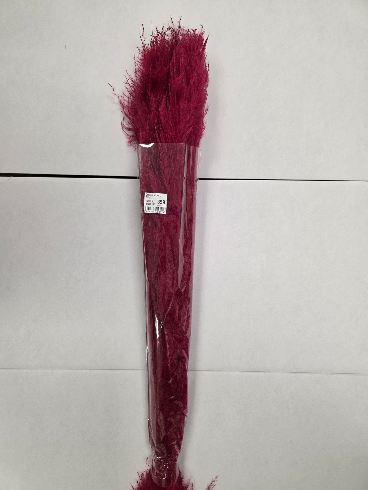 Cortaderia Red