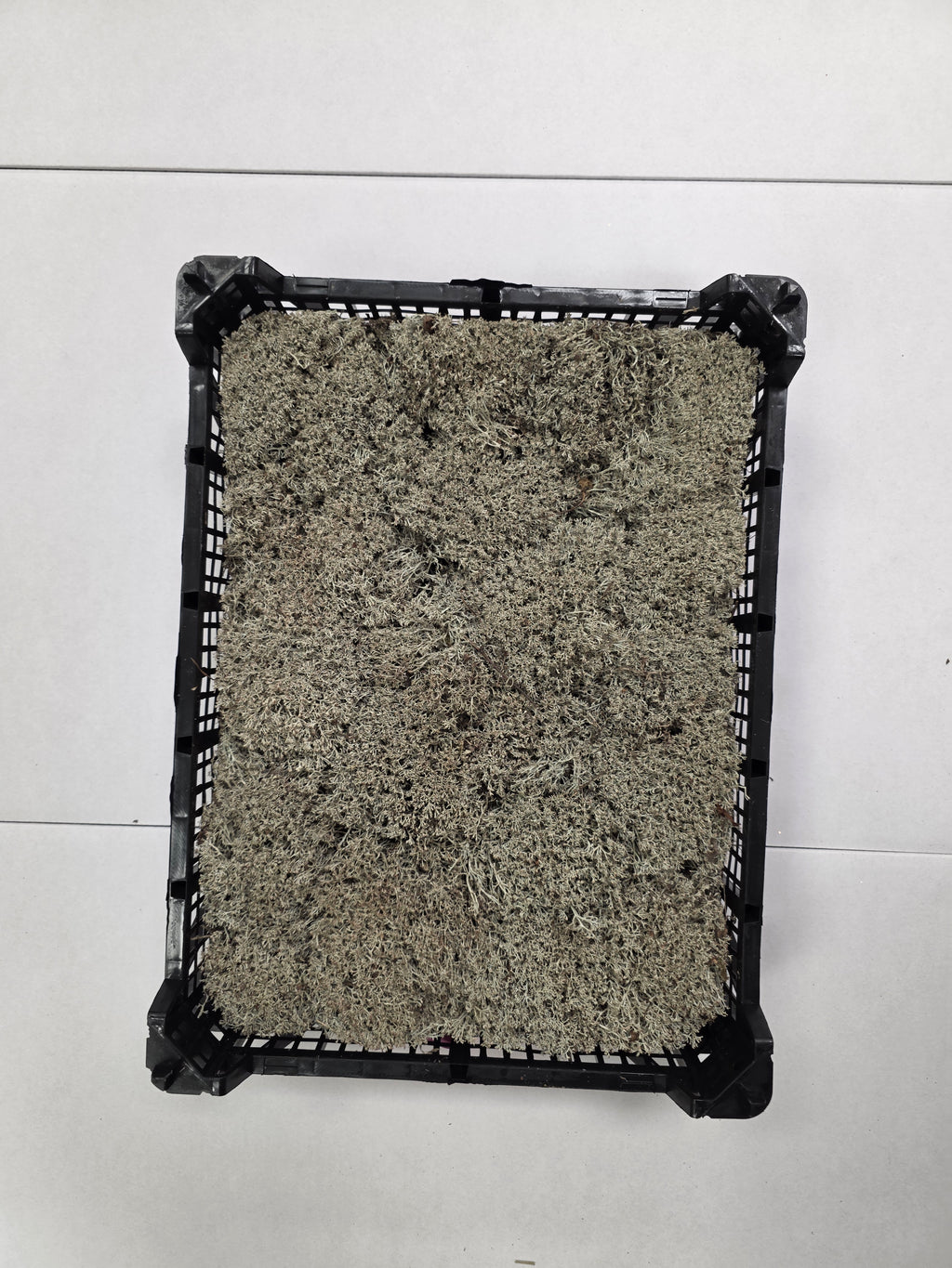Moss Zilvermos