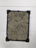 Moss Zilvermos