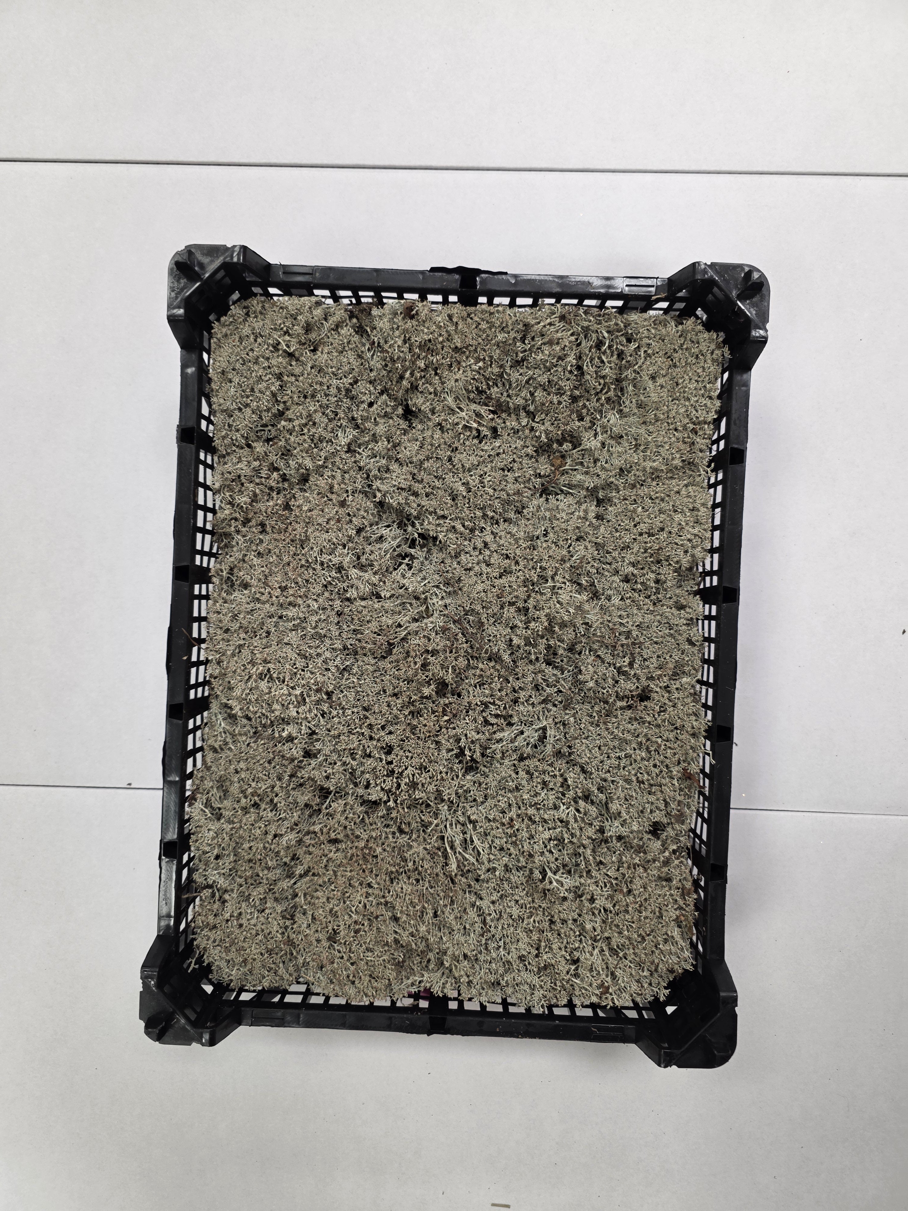 Moss Zilvermos