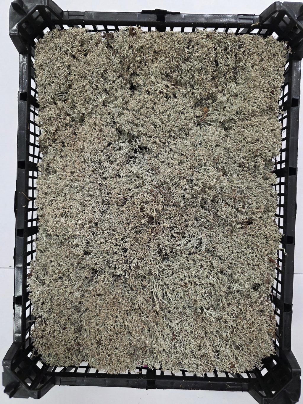 Moss Zilvermos