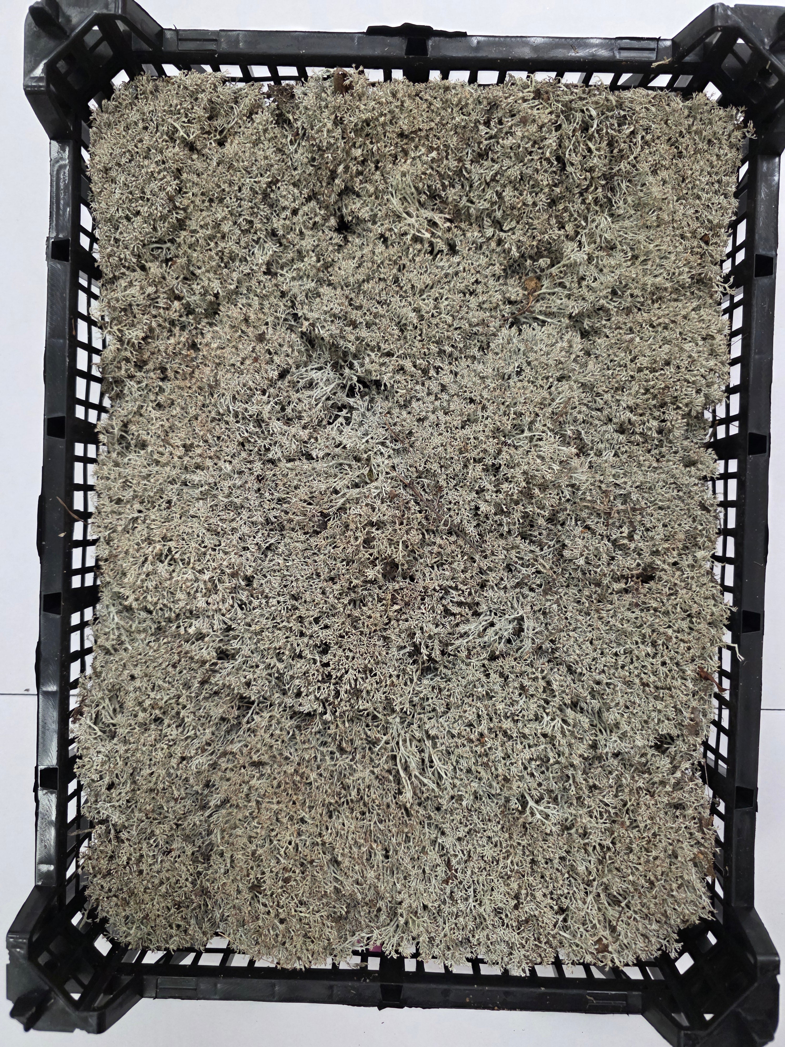 Moss Zilvermos