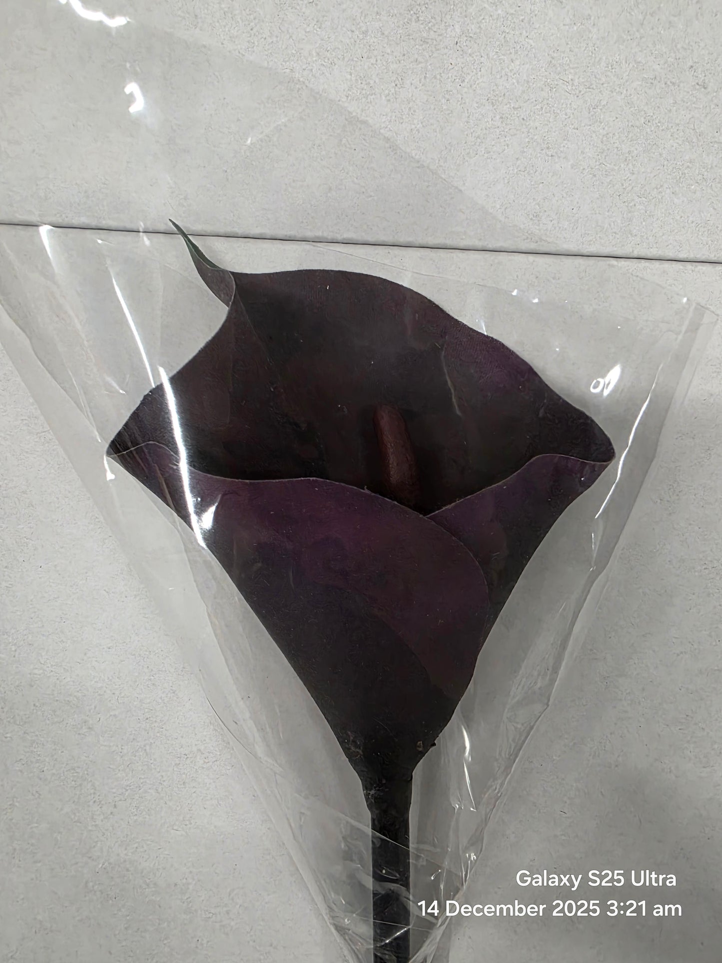Artificial Calla Lily Aubergine 63cm (PACK OF 2)