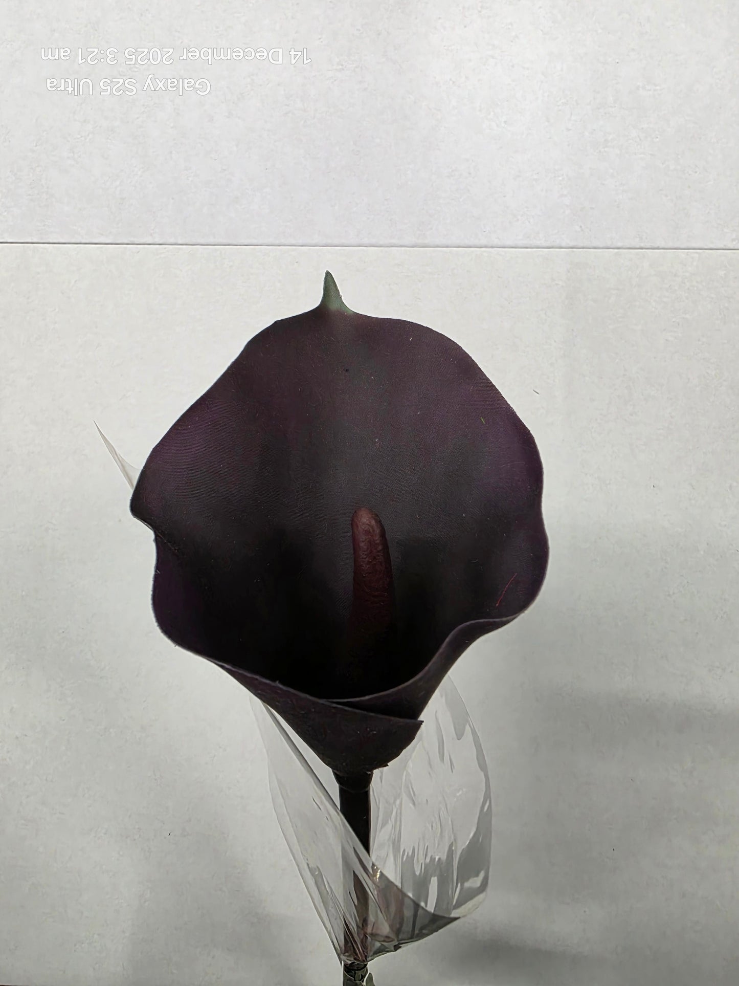 Artificial Calla Lily Aubergine 63cm (PACK OF 2)