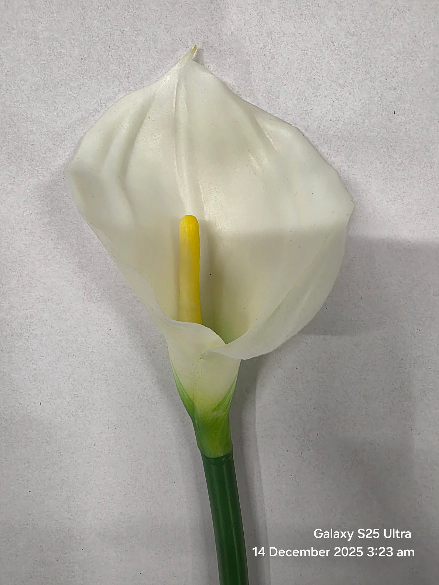 Artificial Calla Lily Cream 68cm (PACK OF 4)