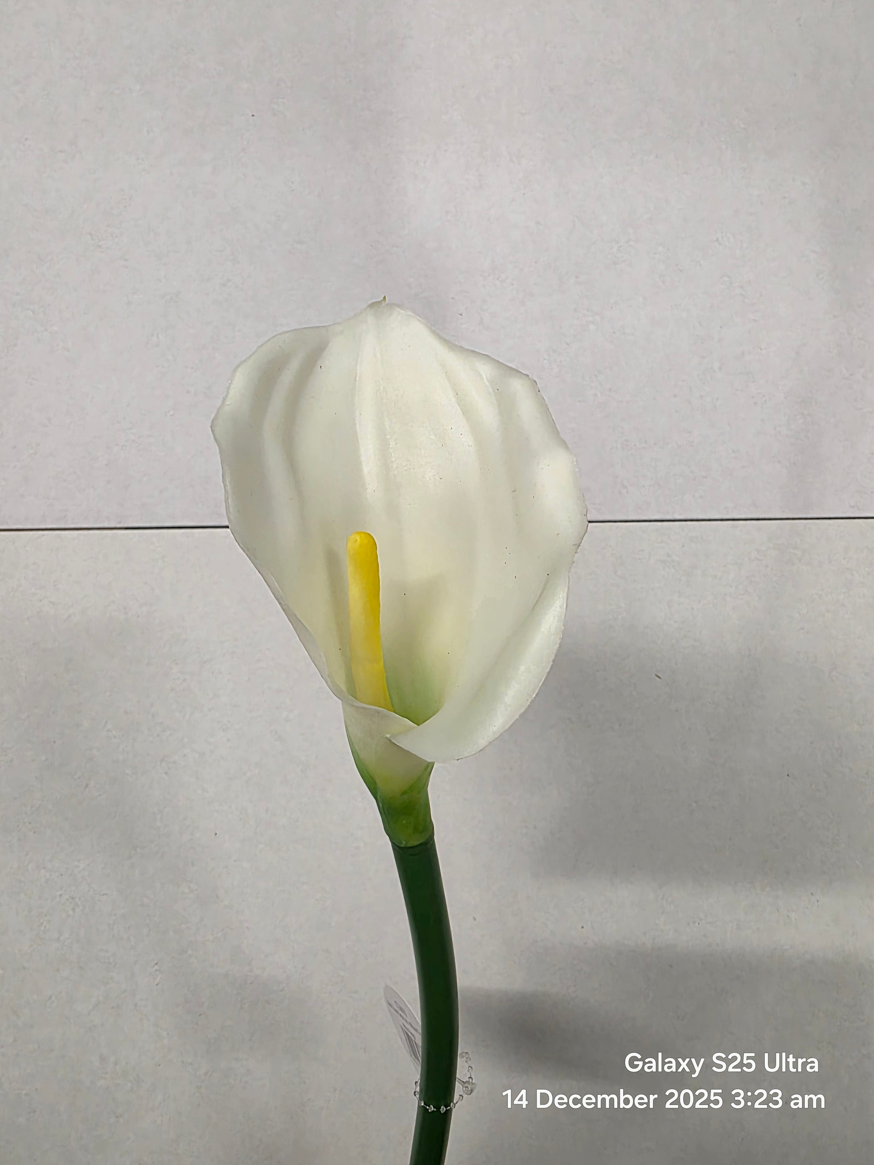 Artificial Calla Lily Cream 68cm (PACK OF 4)