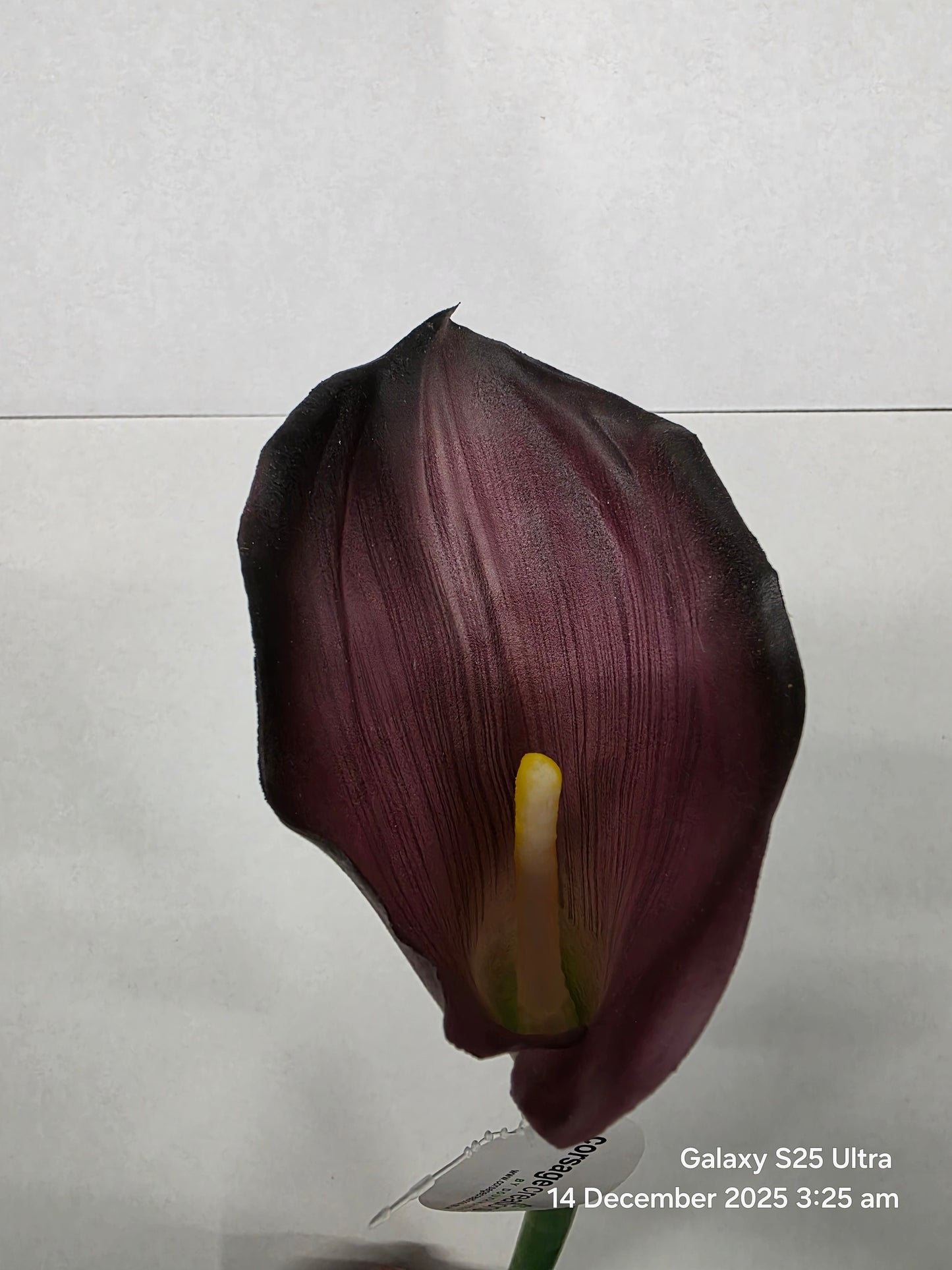 Artificial Calla Lily Dark Purple 68cm (PACK OF 4)