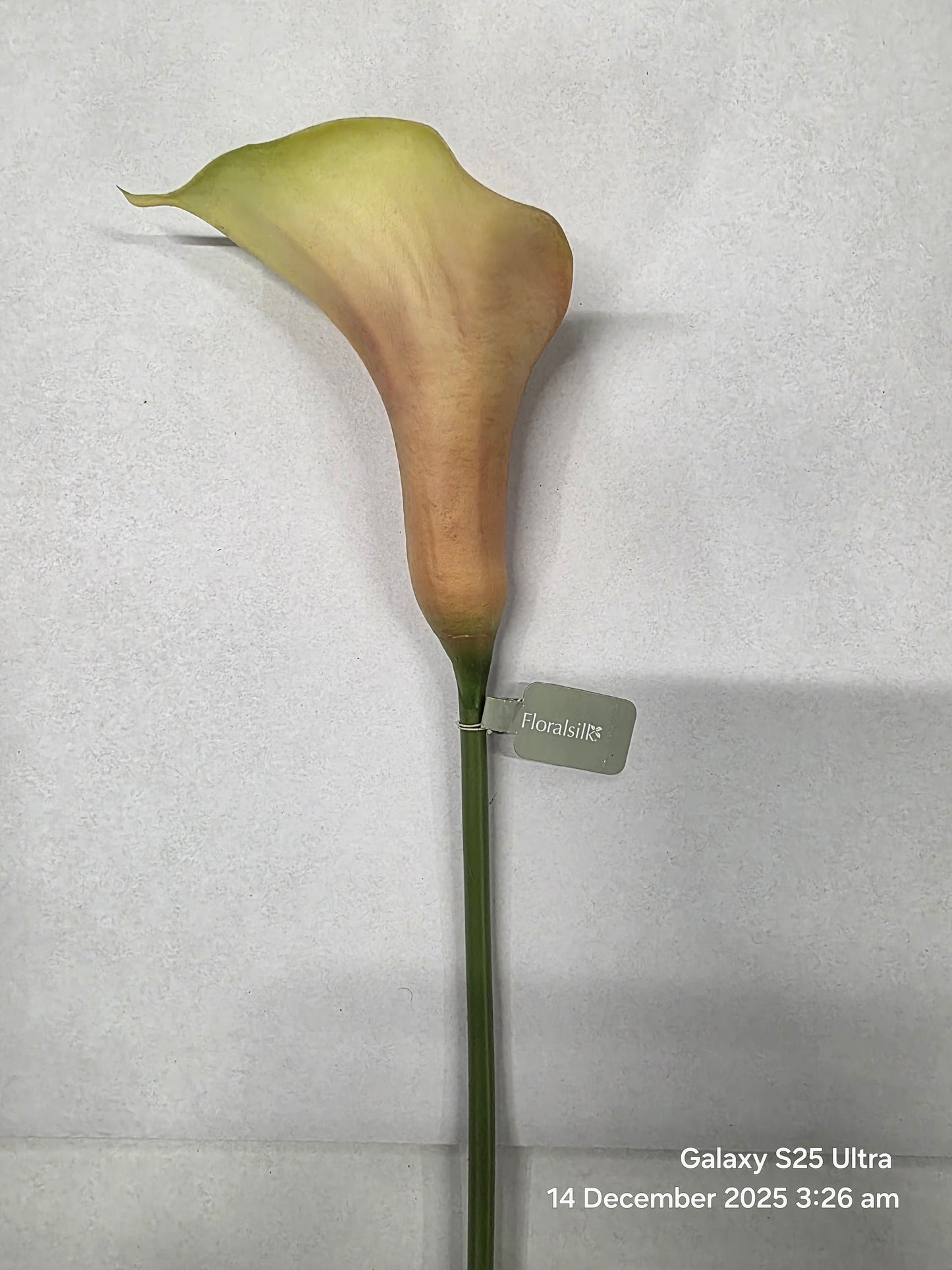 Artificial Curly Calla Mauve (PACK OF 2)