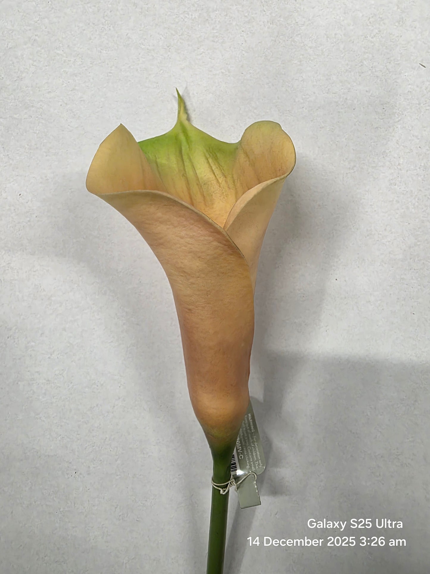 Artificial Curly Calla Mauve (PACK OF 2)