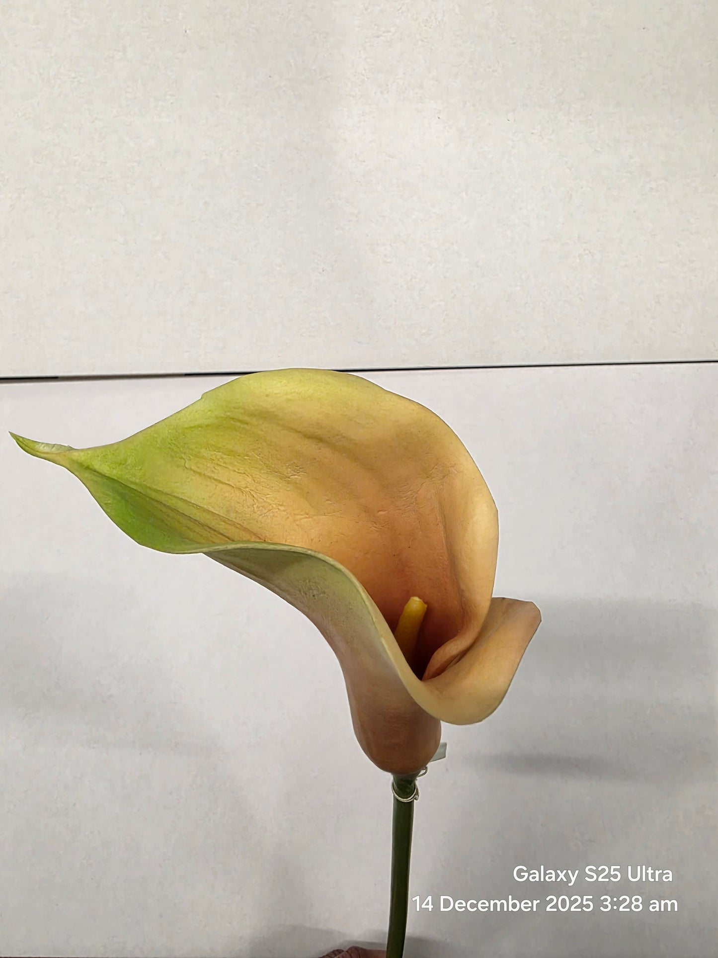 Artificial Curly Calla Mauve (PACK OF 2)