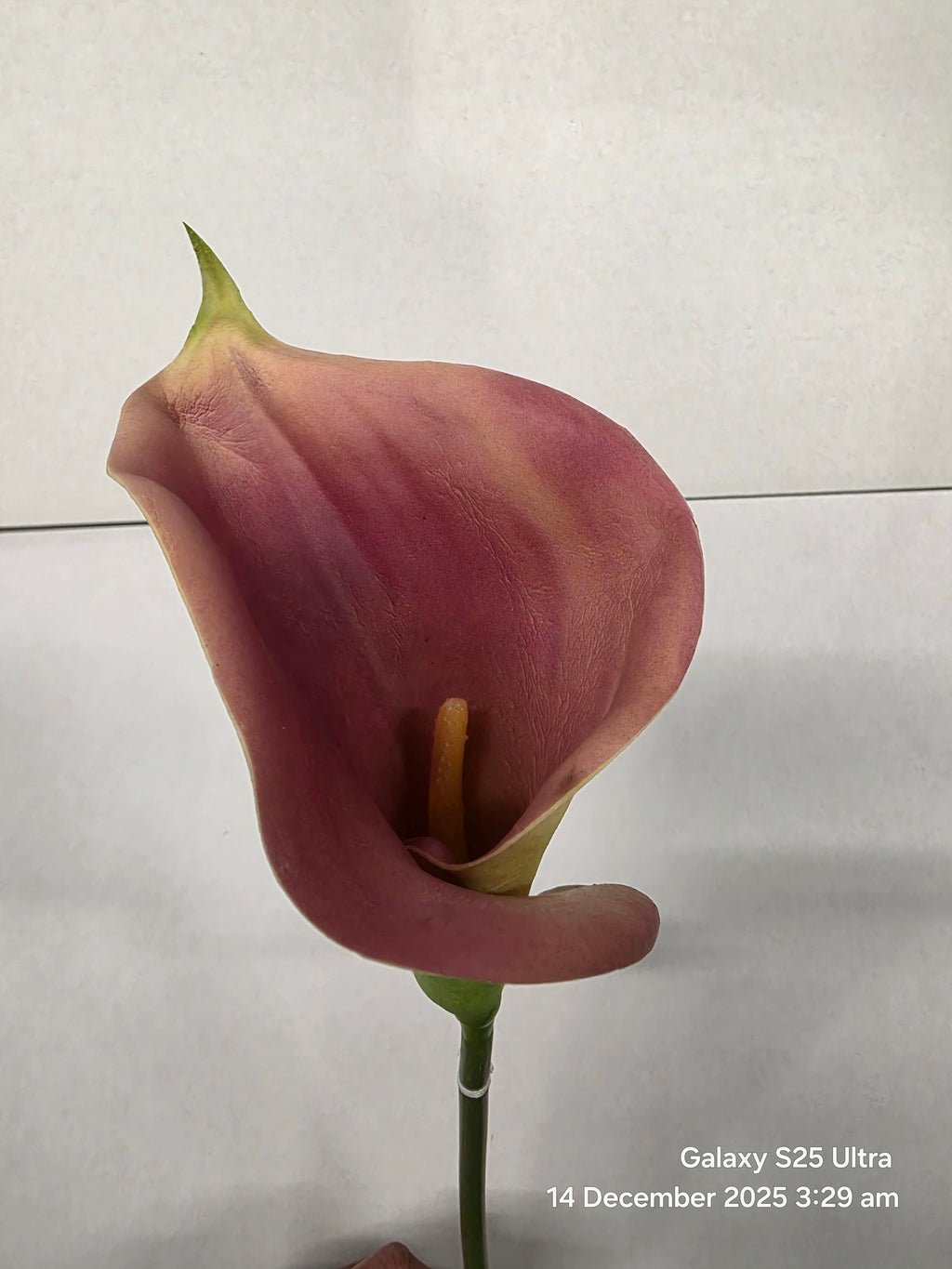 Artificial Curly Calla Purple (PACK OF 2)
