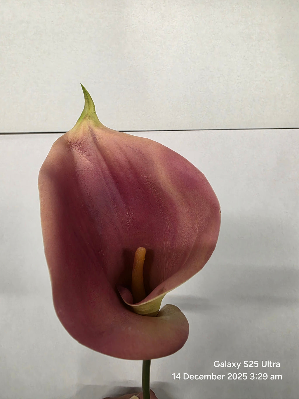 Artificial Curly Calla Purple (PACK OF 2)