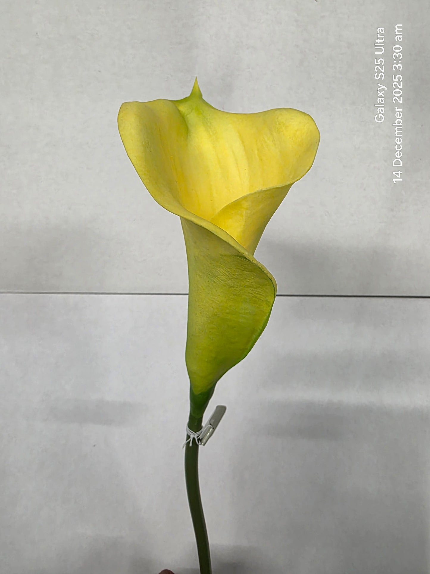 Artificial Curly Calla Yellow (PACK OF 2)