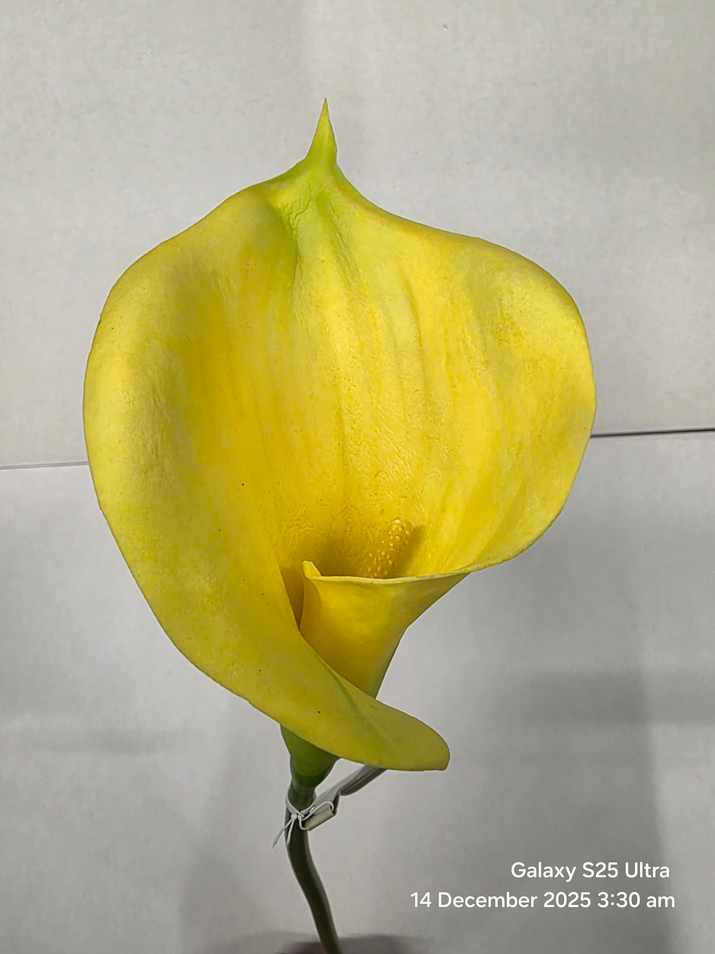 Artificial Curly Calla Yellow (PACK OF 2)