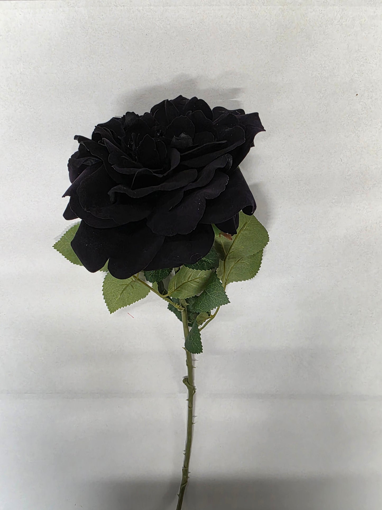Artificial Rose Velvet Black 75cm (PACK OF 2)