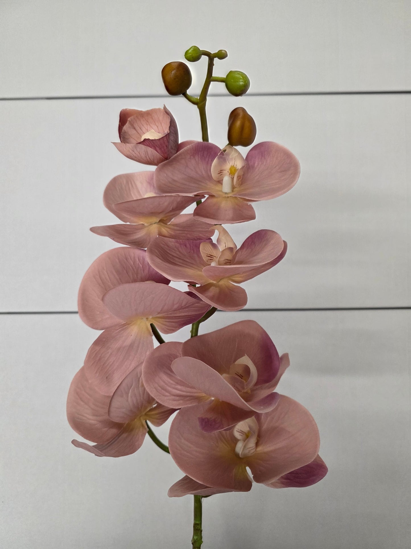 Artificial Orchid Phalaenopsis Bisque