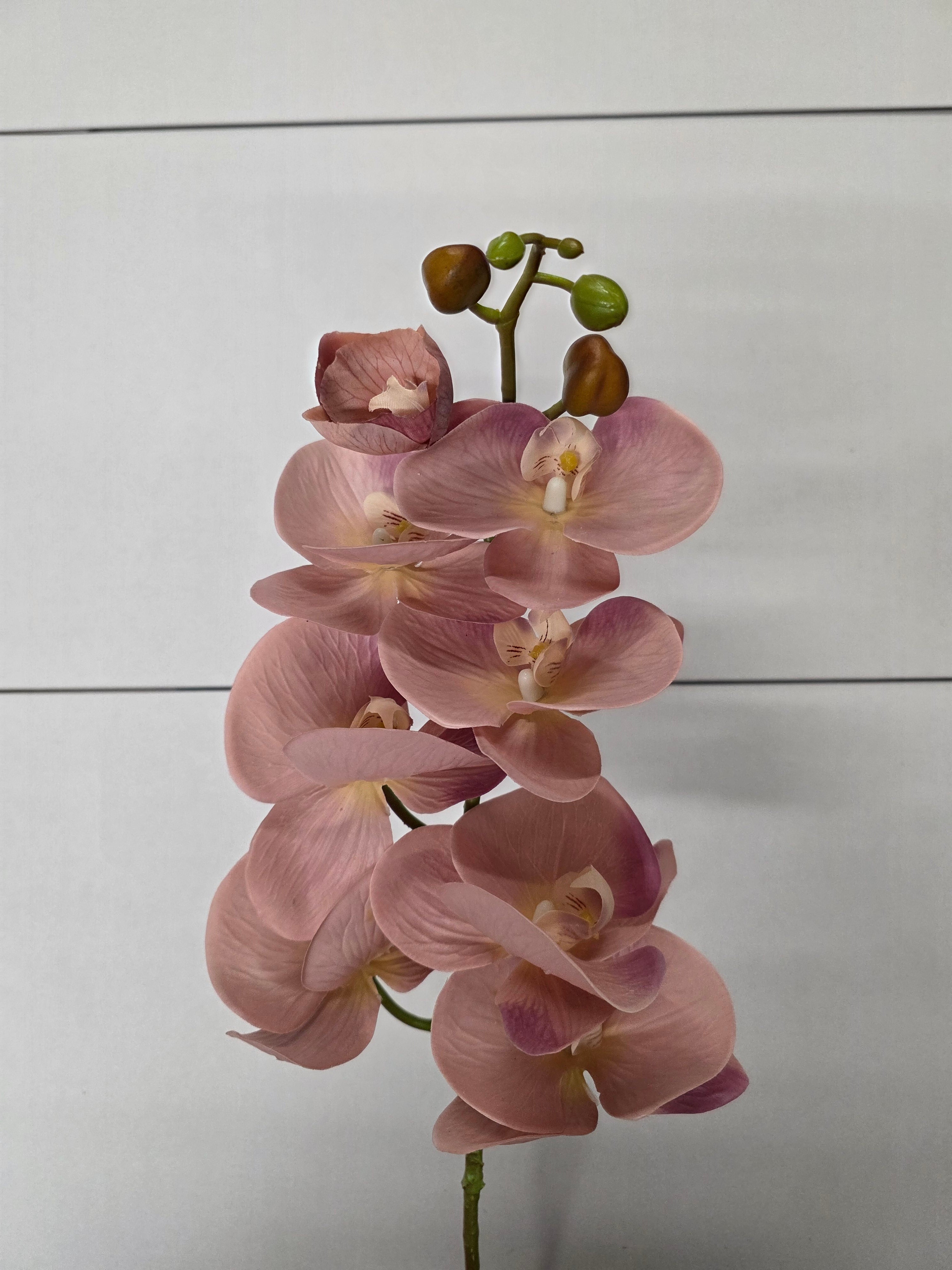 Artificial Orchid Phalaenopsis Bisque
