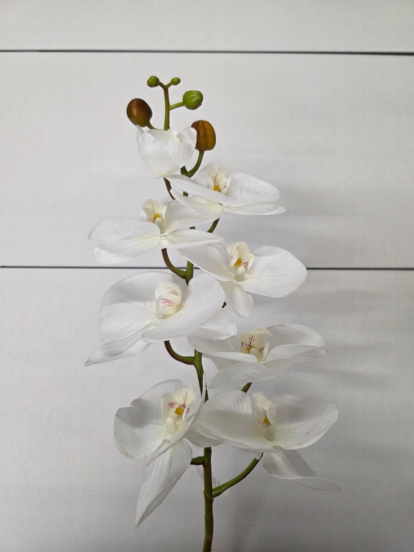 Artificial Orchid Phalaenopsis Cream
