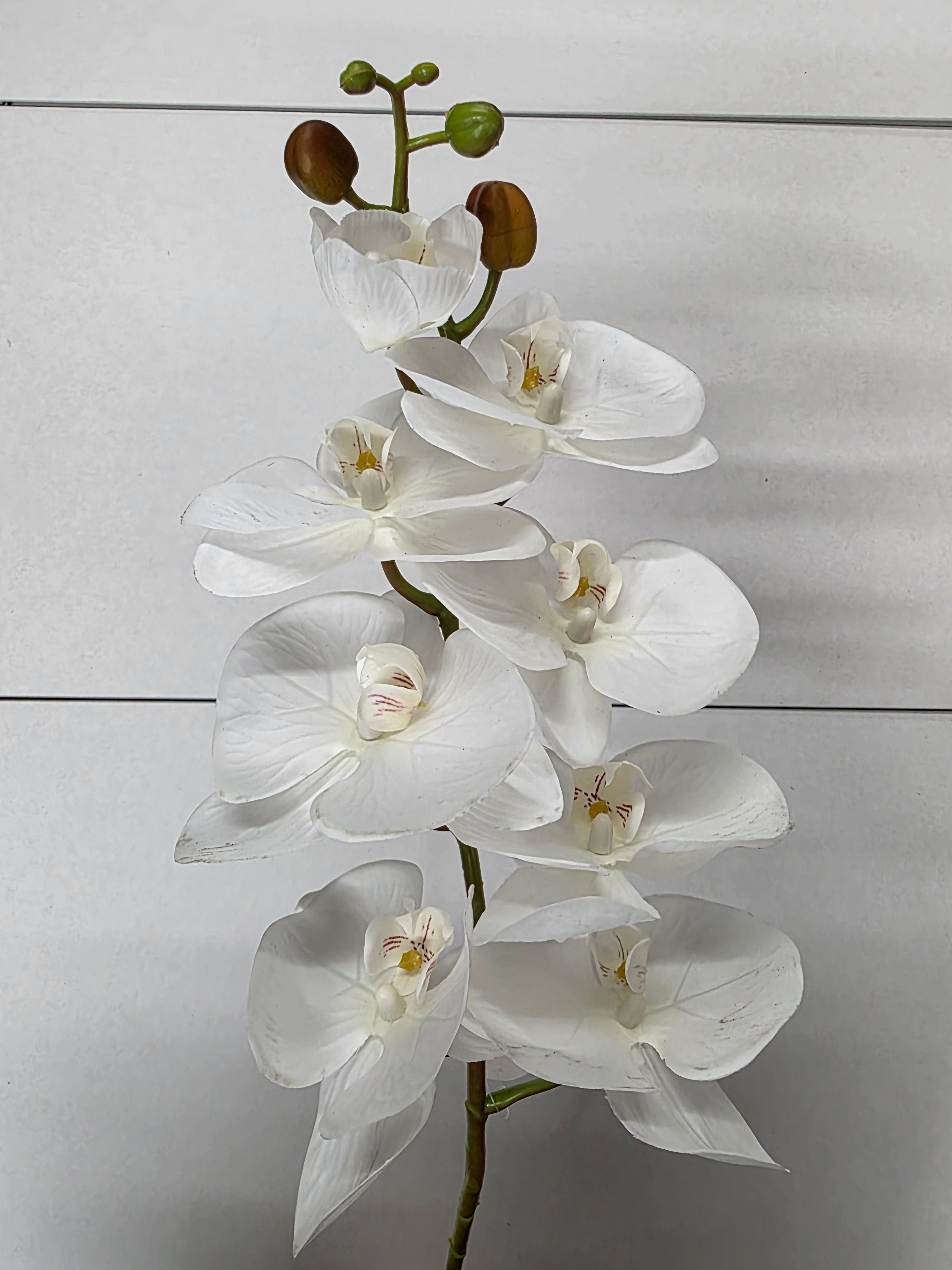 Artificial Orchid Phalaenopsis Cream