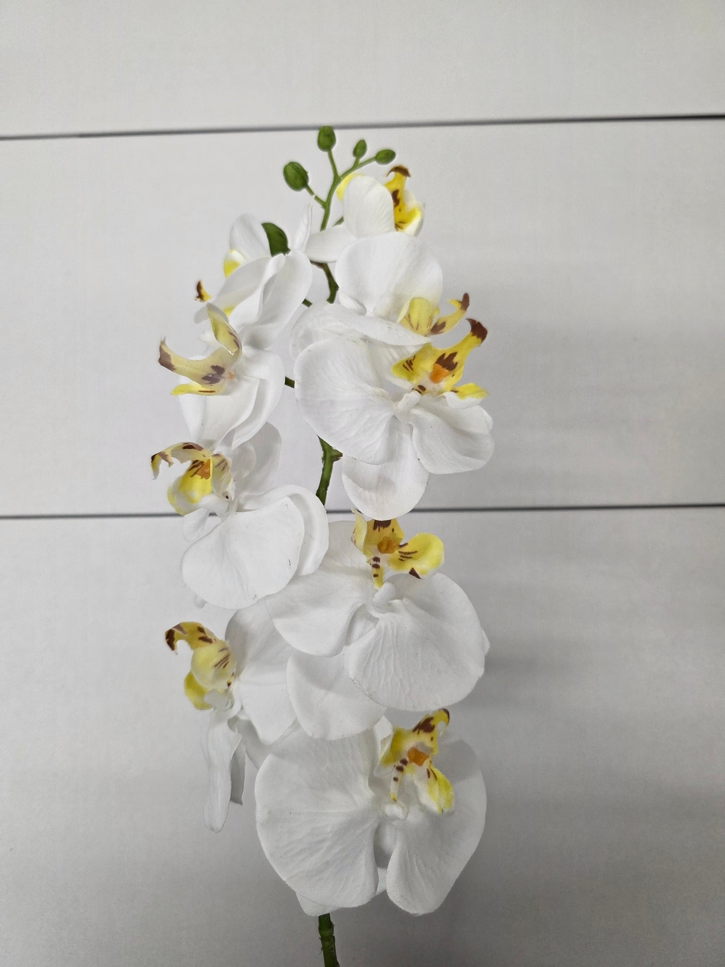 Artificial Phalaenopsis Cream 86cm