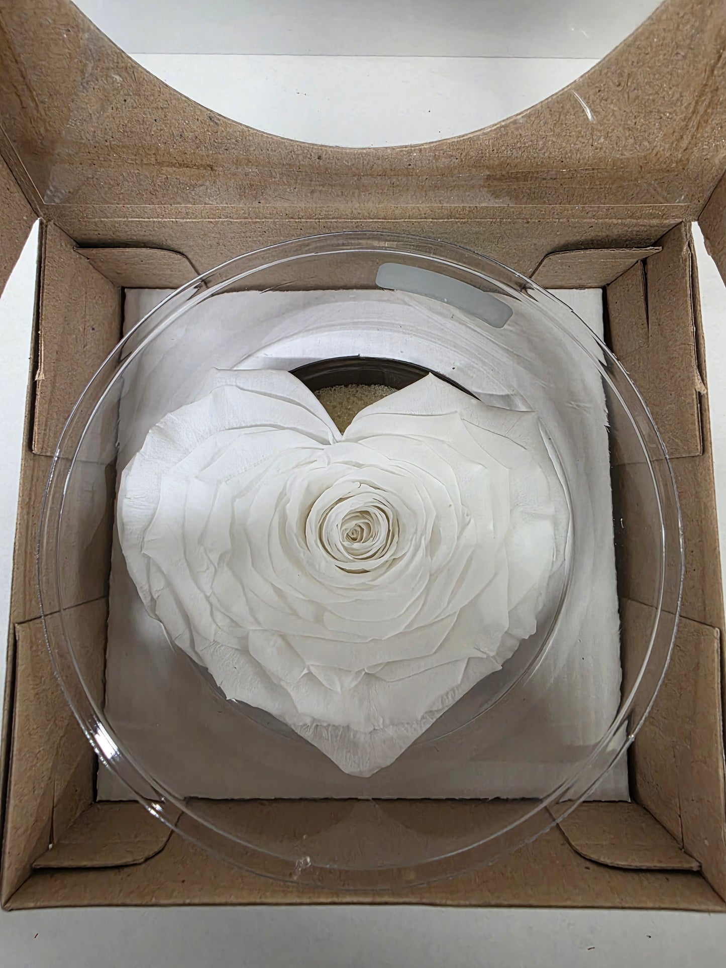 Artificial Preserved Rosa Heart Xxl Whi 01