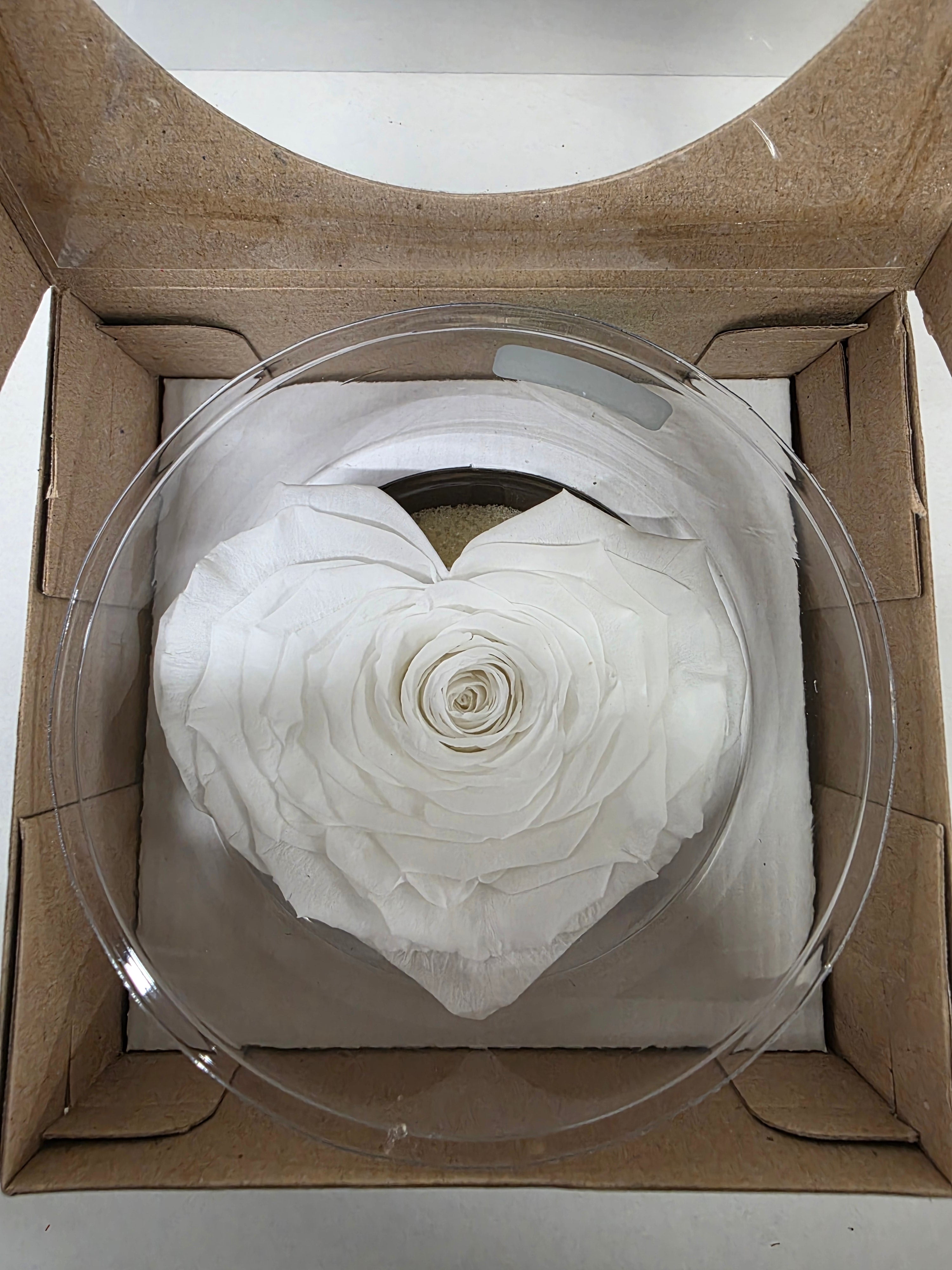 Artificial Preserved Rosa Heart Xxl Whi 01