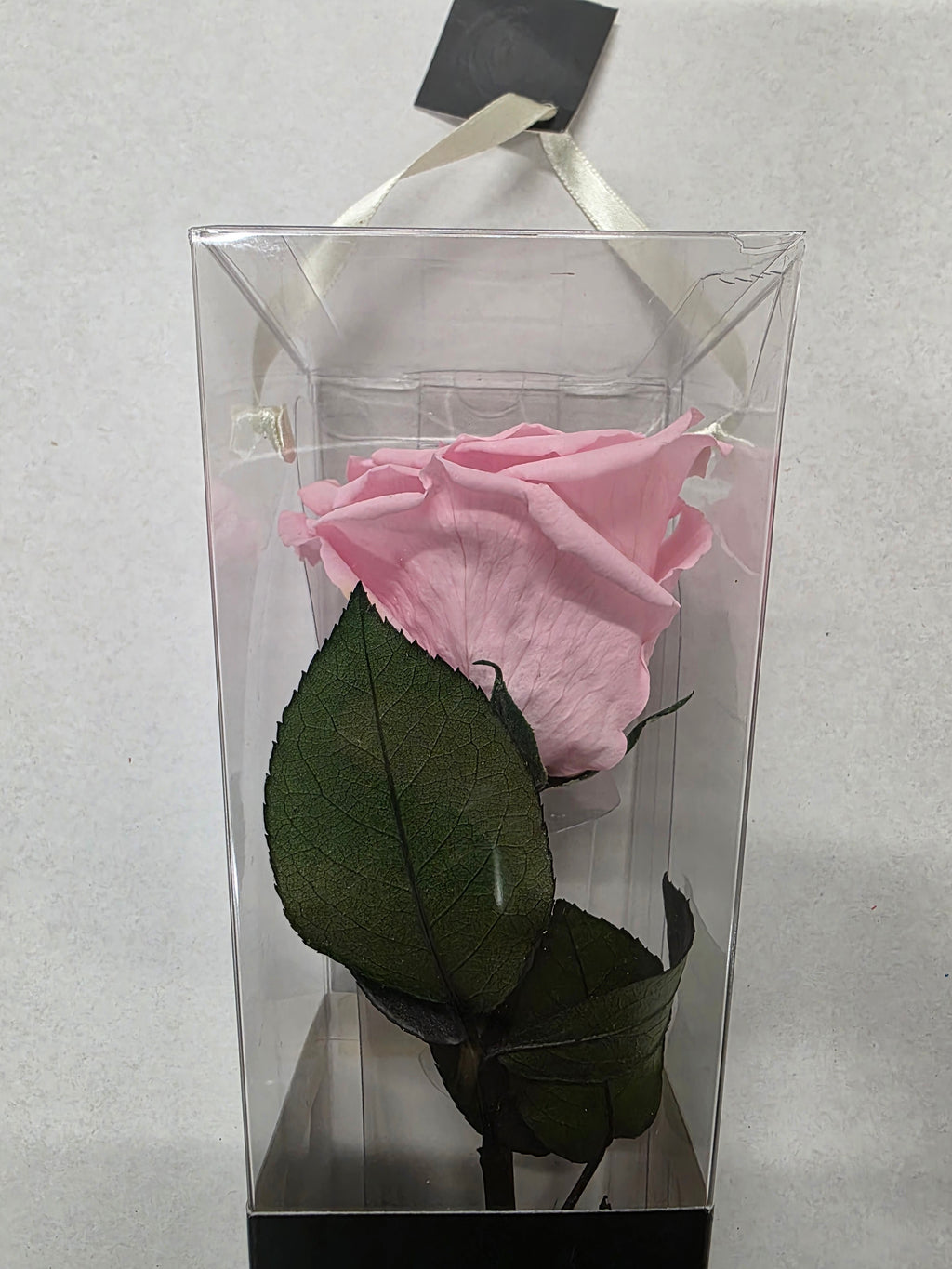 Artificial Preserved Rosa Lori Stems Pin 04 50