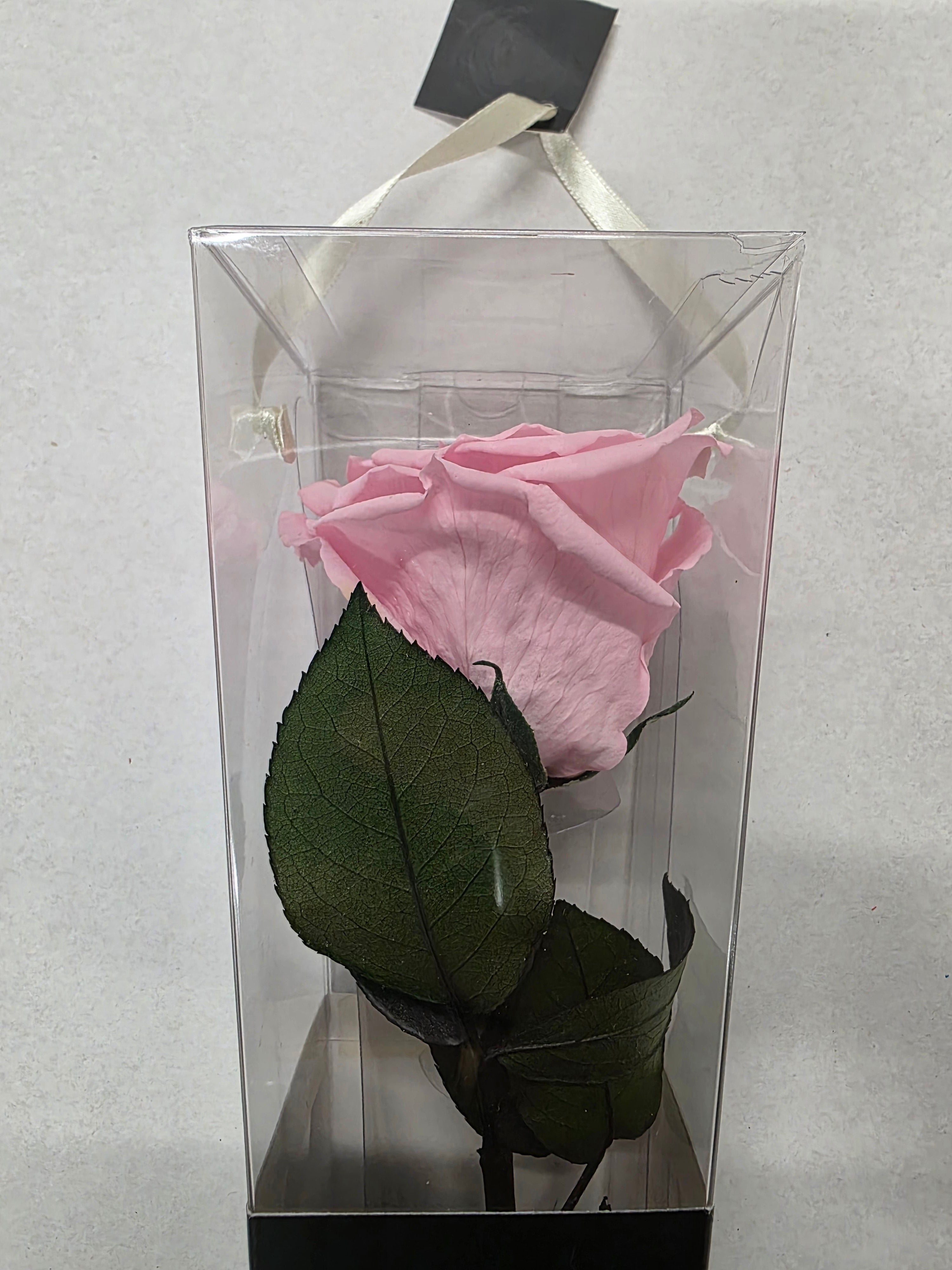 Artificial Preserved Rosa Lori Stems Pin 04 50
