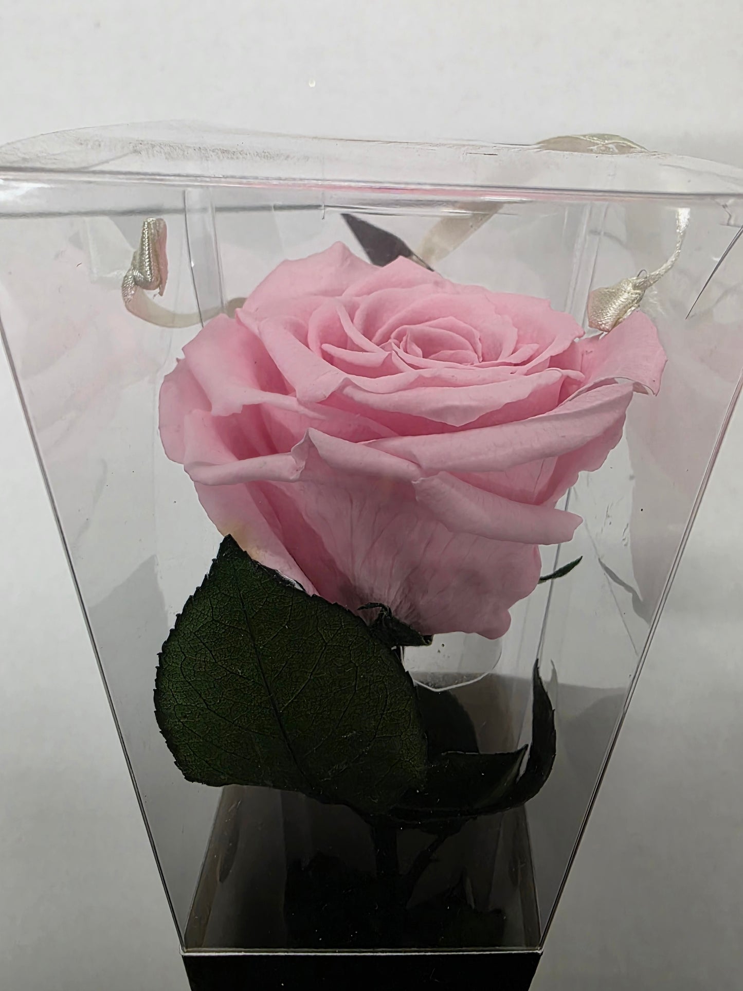 Artificial Preserved Rosa Lori Stems Pin 04 50