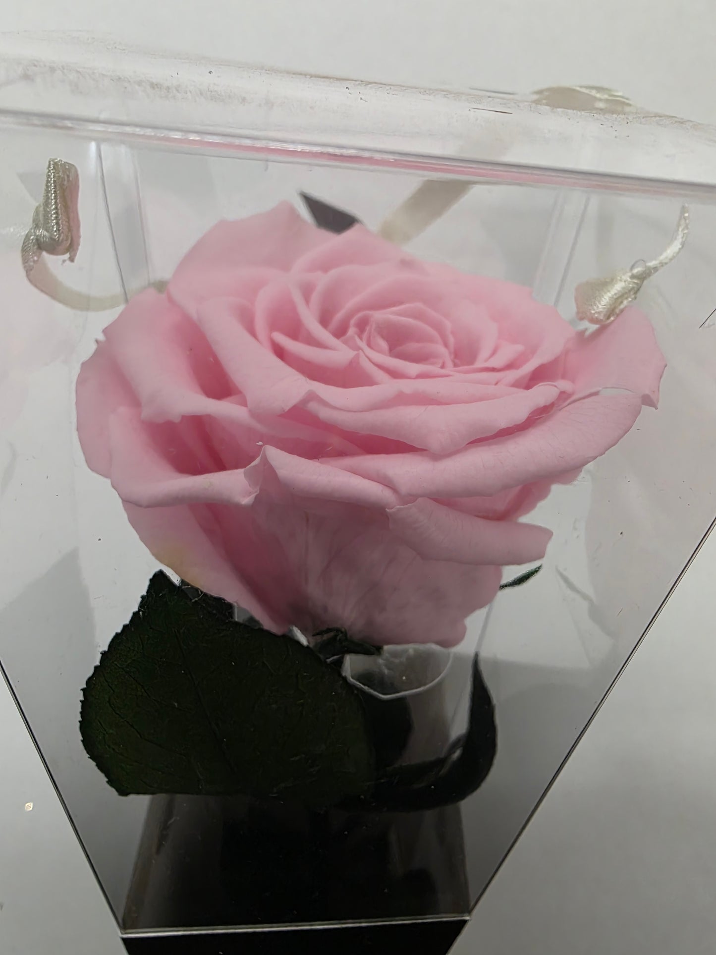 Artificial Preserved Rosa Lori Stems Pin 04 50