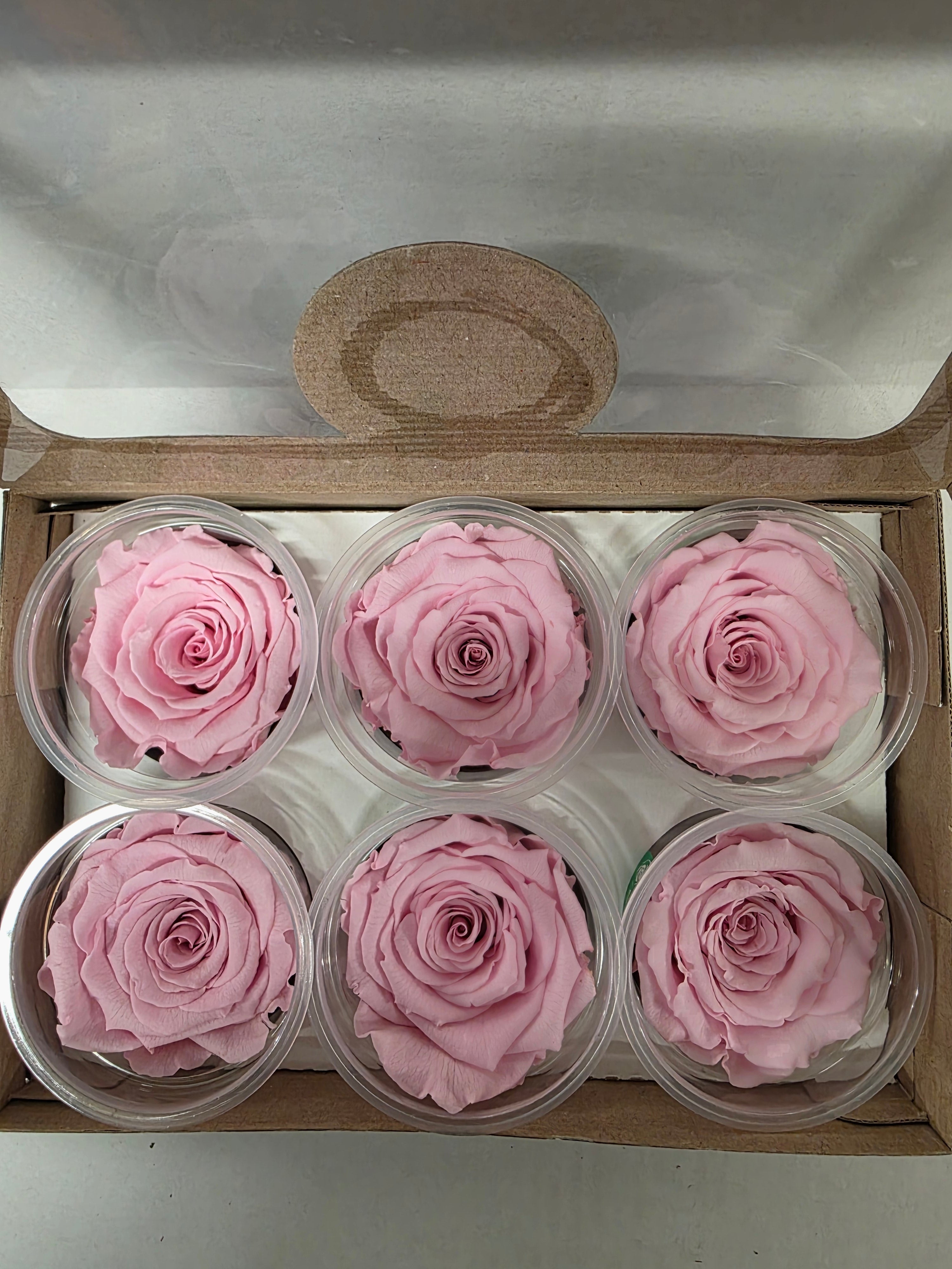 Artificial Preserved Rosa Xl Pin 04