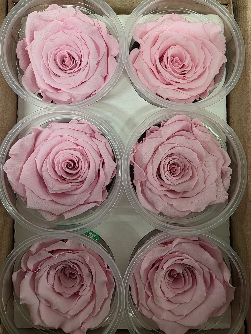 Artificial Preserved Rosa Xl Pin 04