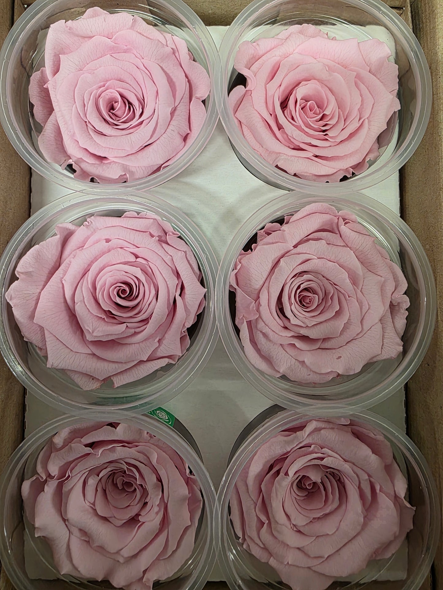 Artificial Preserved Rosa Xl Pin 04 (PACK OF 2)