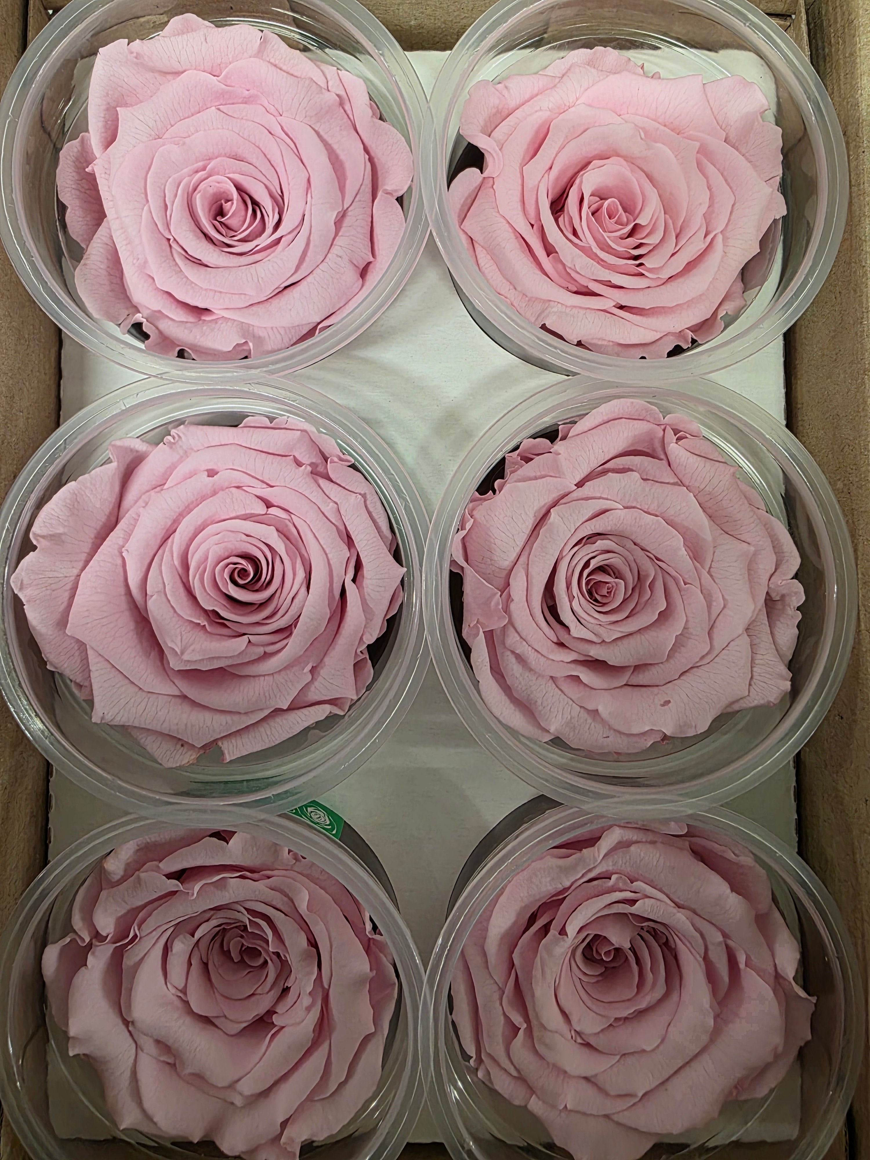 Artificial Preserved Rosa Xl Pin 04