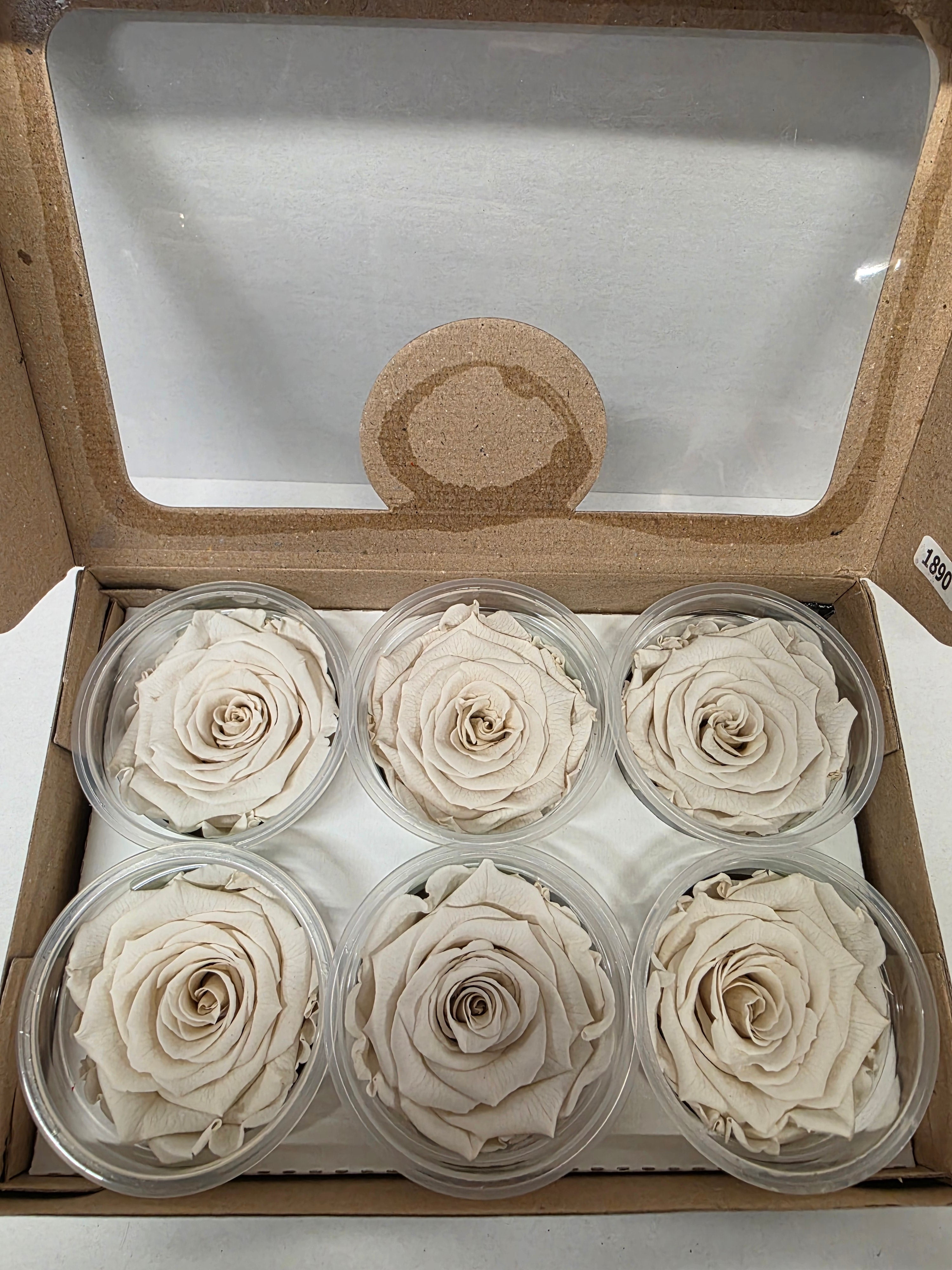 Artificial Preserved Rosa Xl Whi 04